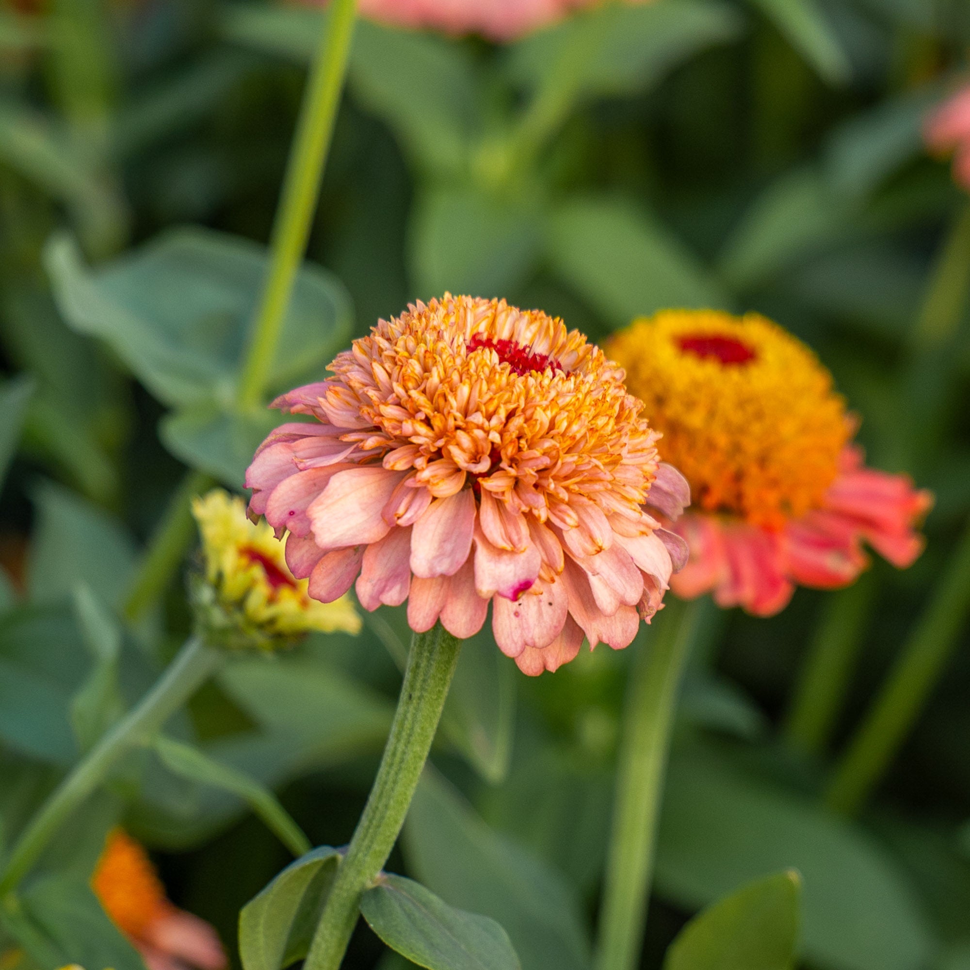 Zinnia