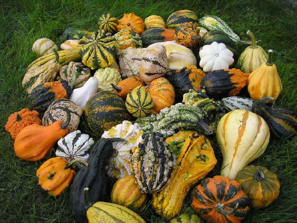 Citrouille