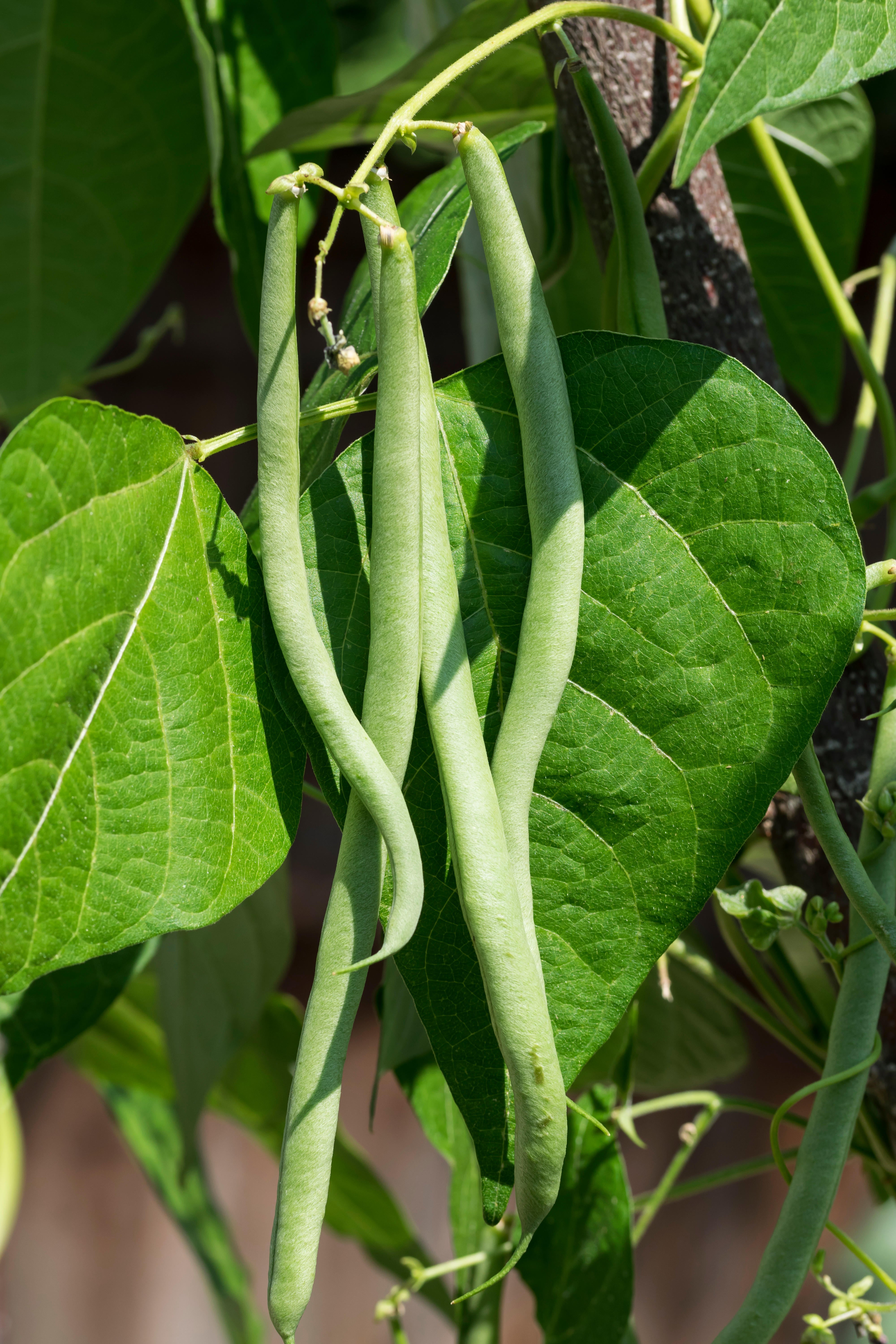 Haricots