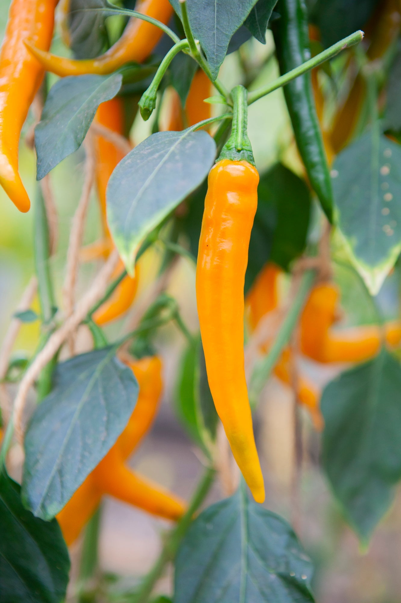 Piment