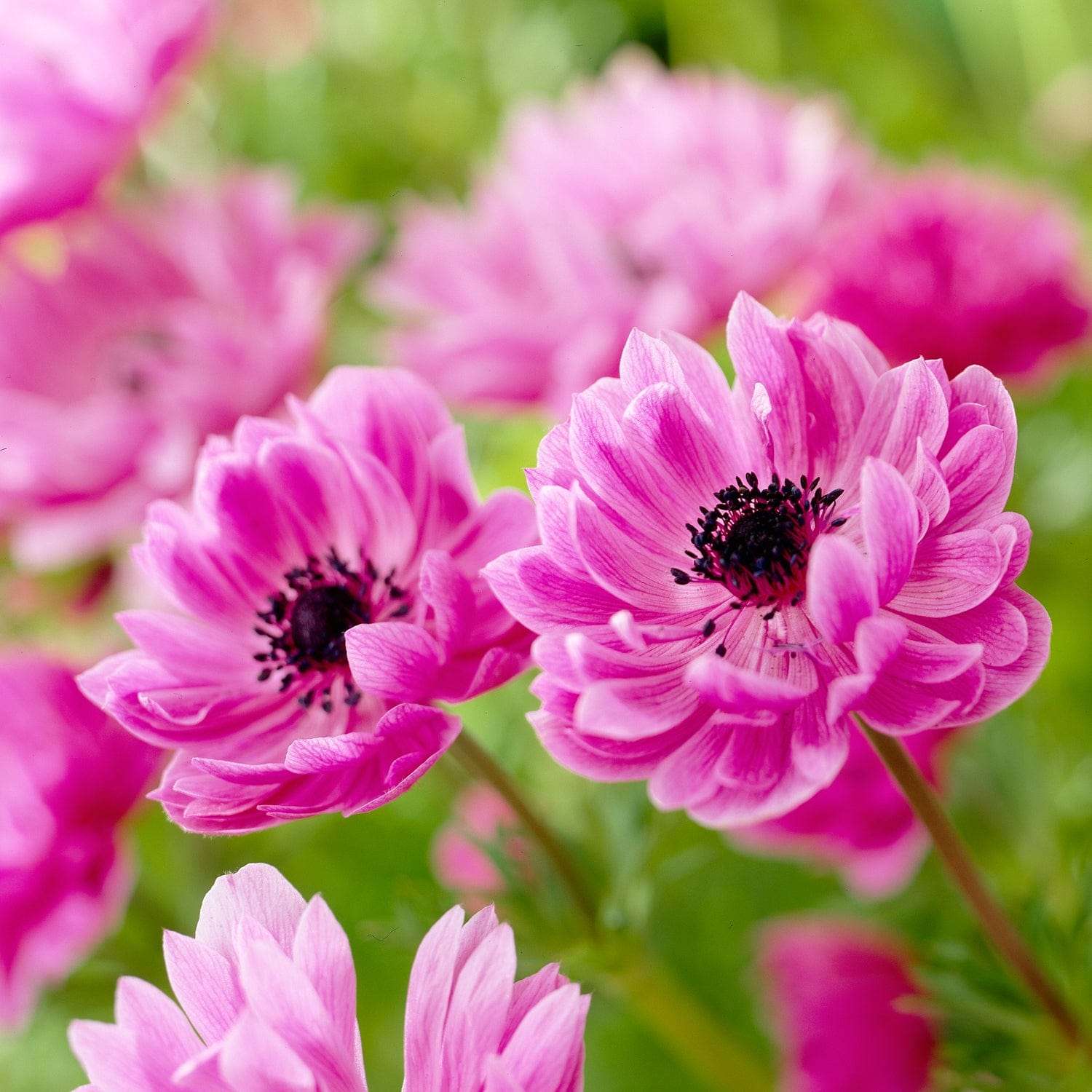 Anémone 'Admiral'