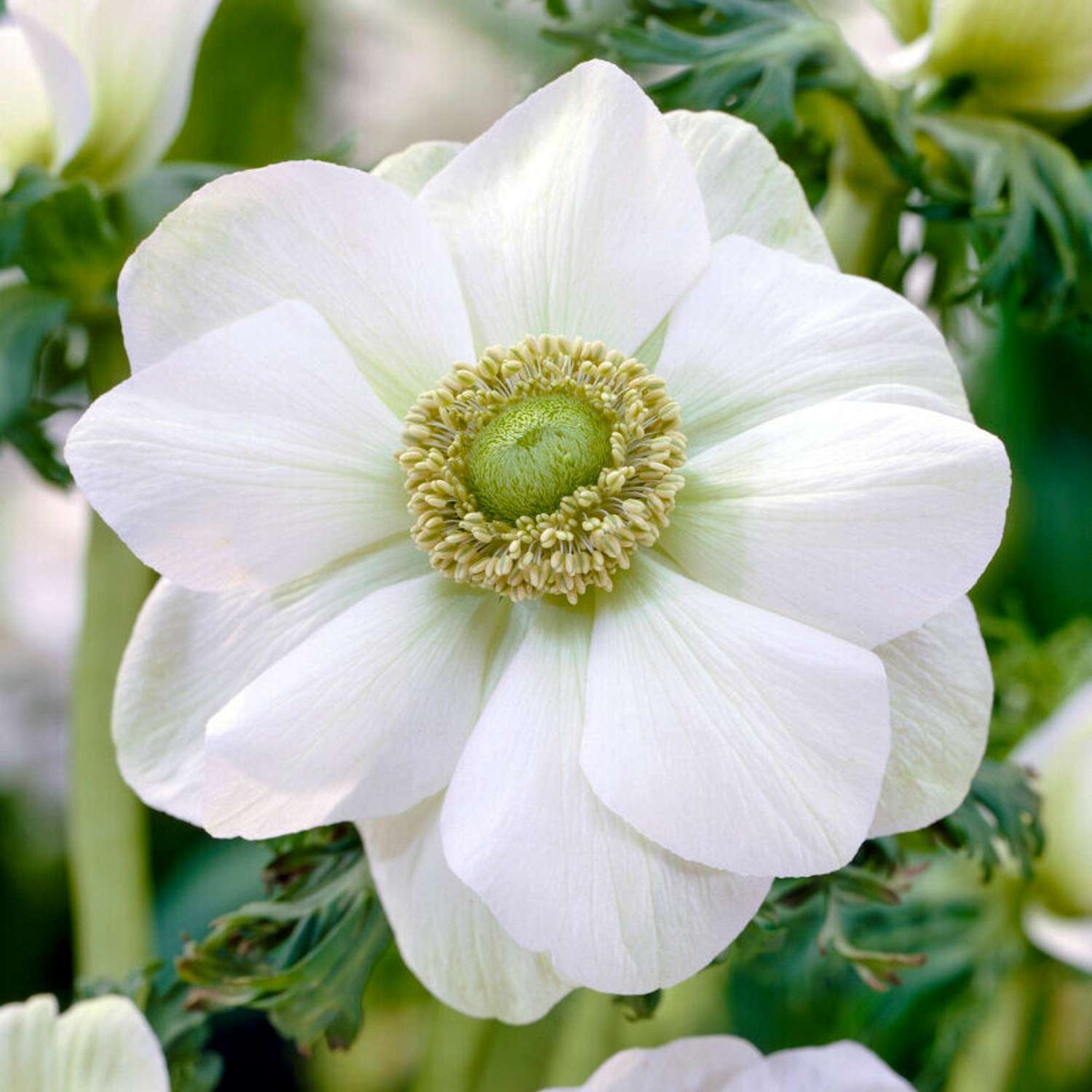 Anémone 'Bride'