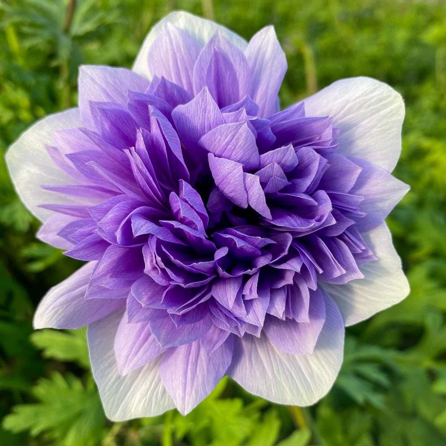 Anémone 'Fullstar Blue'