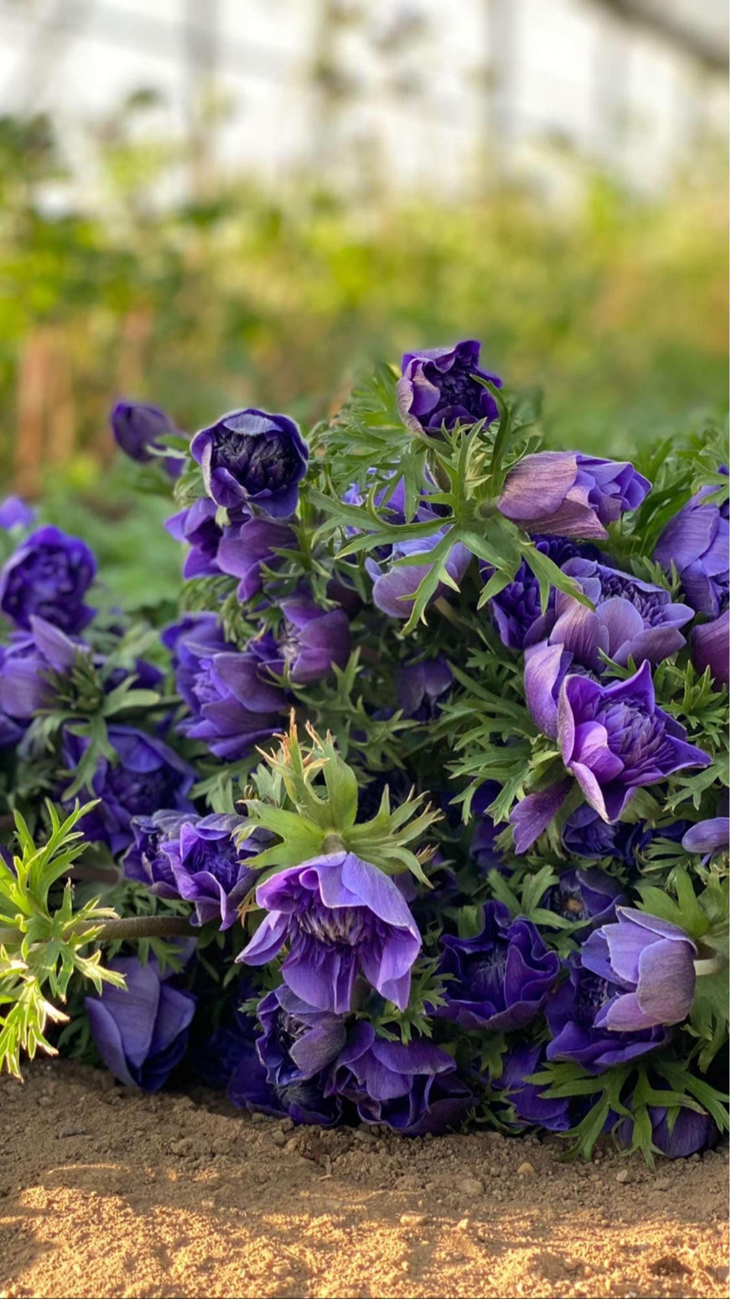 Anémone 'Fullstar Blue'