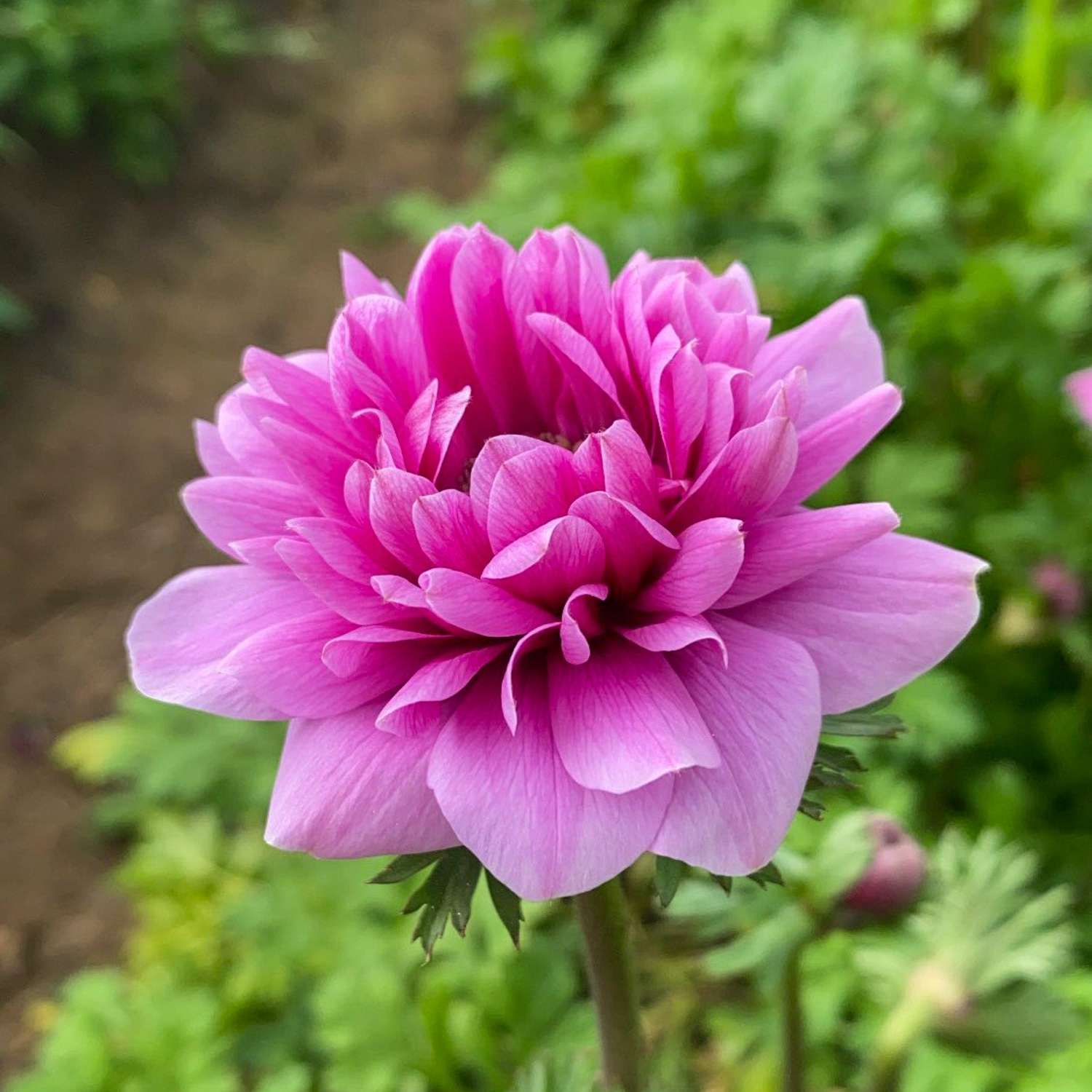 Anémone 'Fullstar Pink'