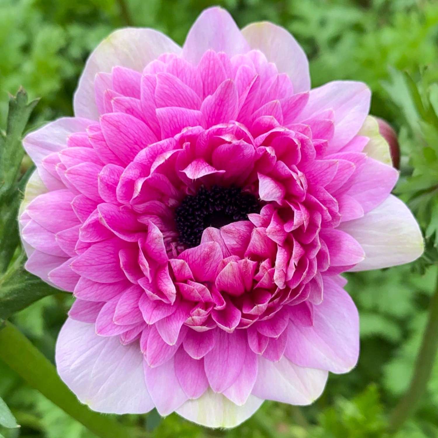 Anémone 'Fullstar Pink'