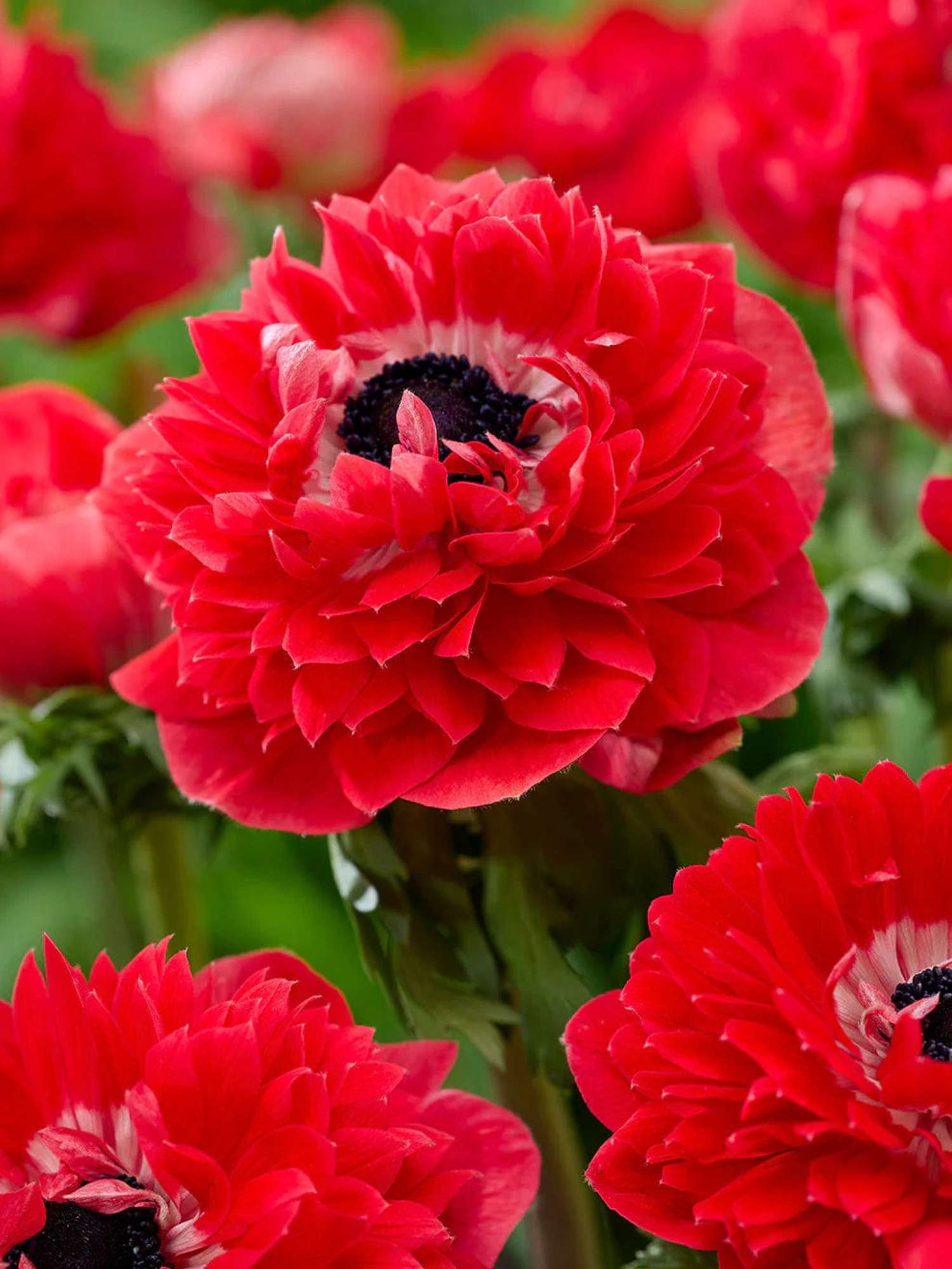 Anémone 'Fullstar Red'