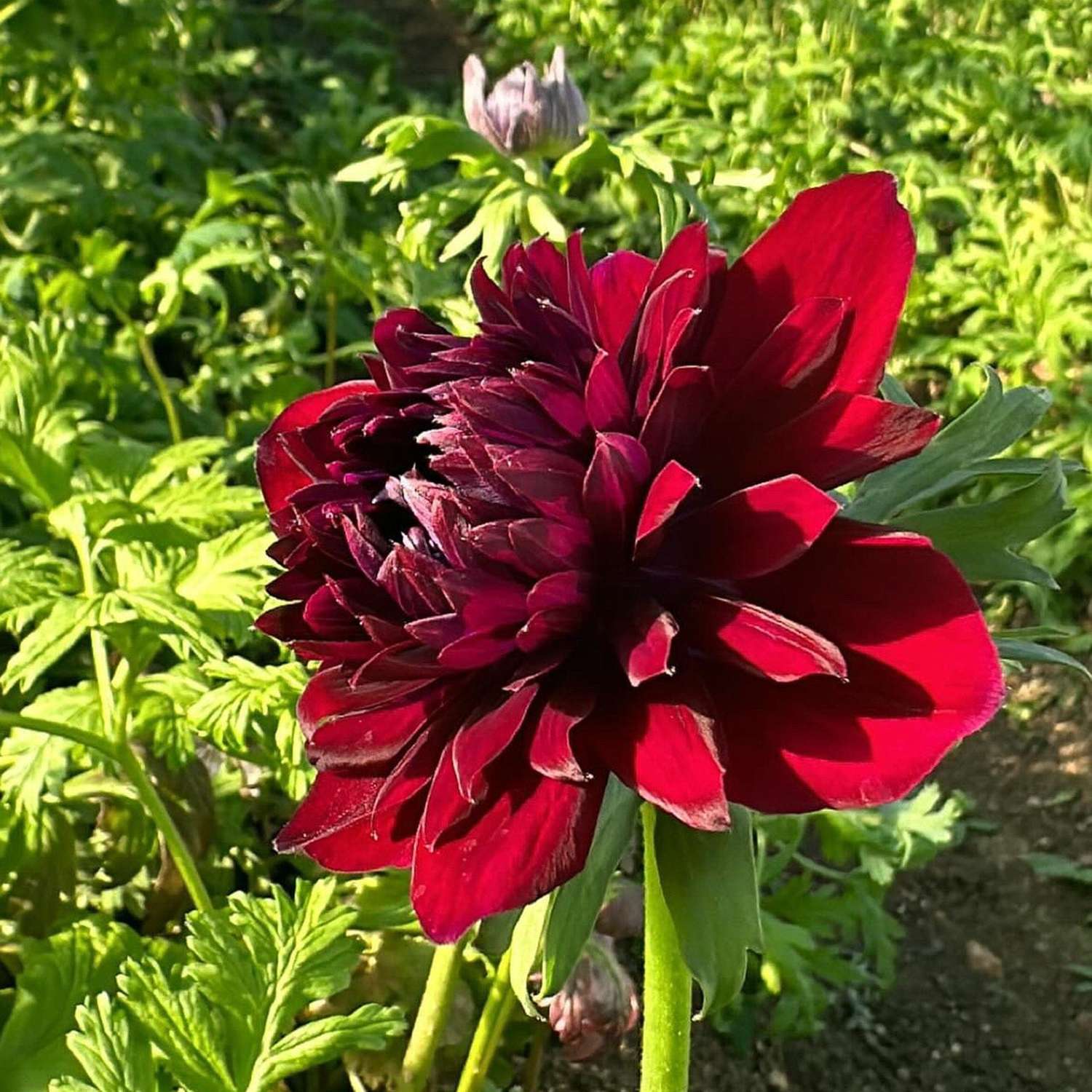 Anémone 'Fullstar Red'
