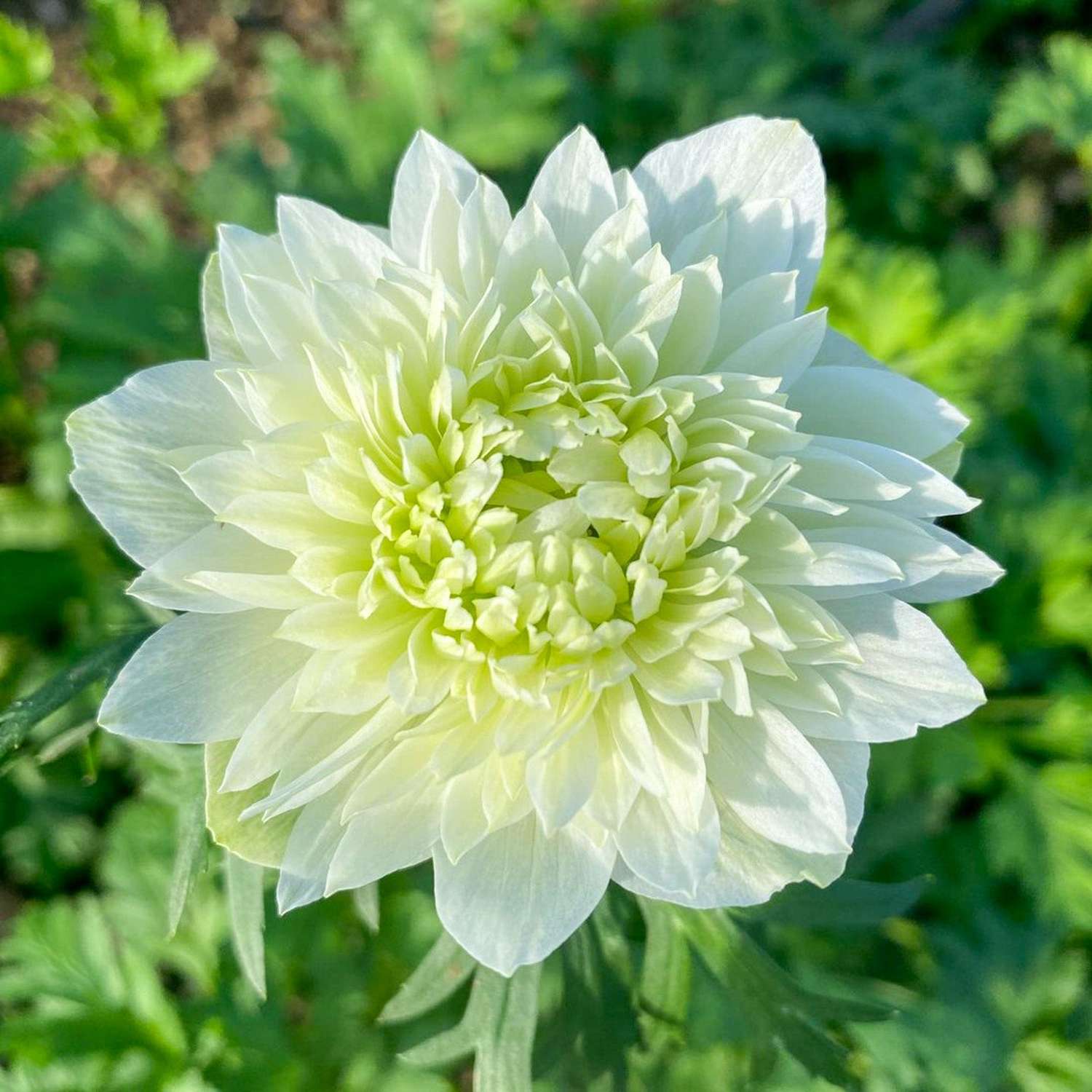 Anémone 'Fullstar White'