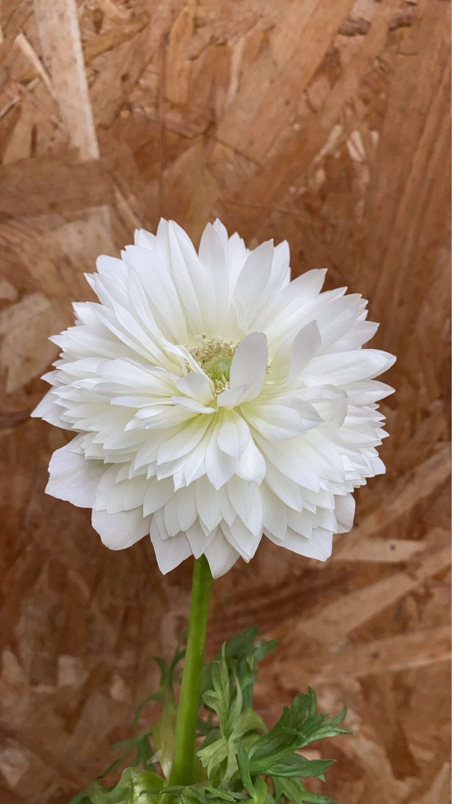 Anémone 'Fullstar White'