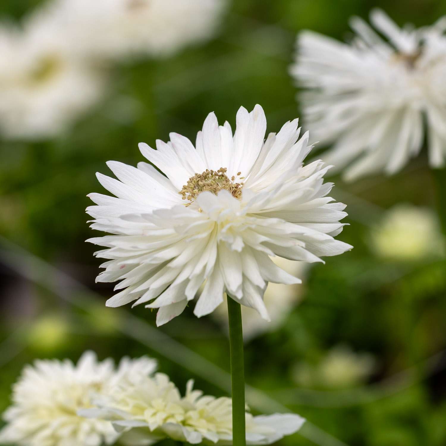 Anémone 'Levante® Bianco'