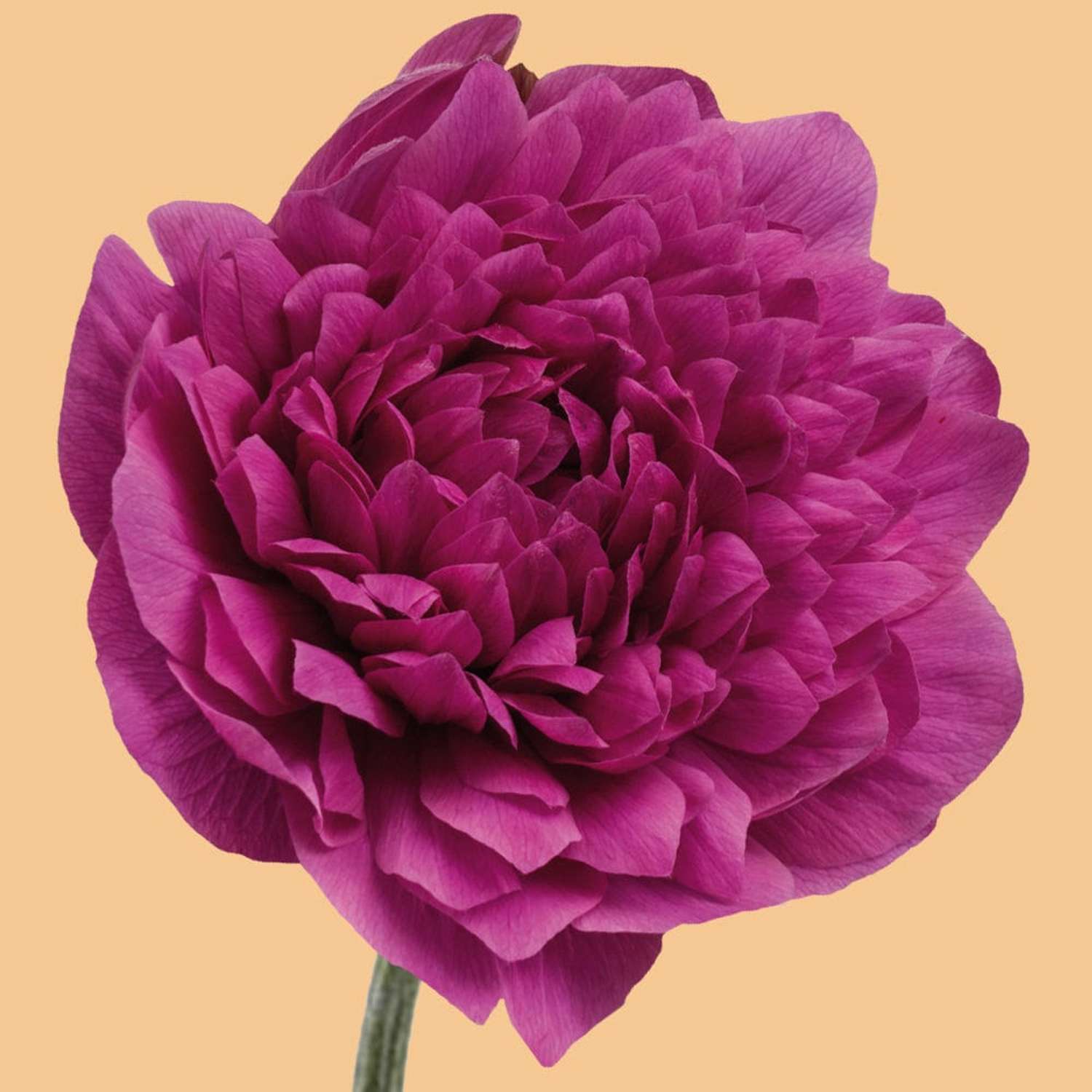 Anémone 'Levante® Fucsia'