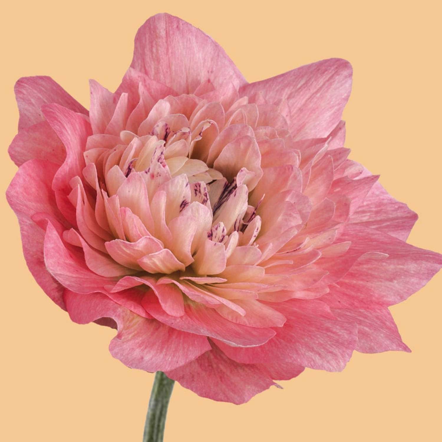 Anémone 'Levante® Rosa'