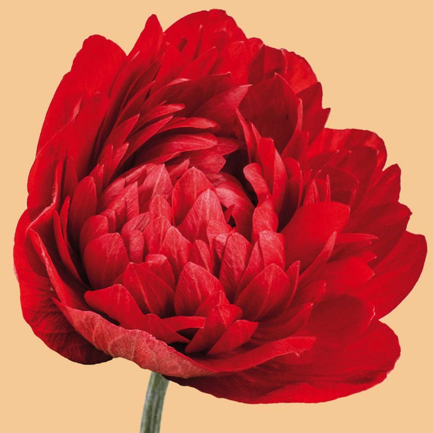 Anémone 'Levante® Rosso'