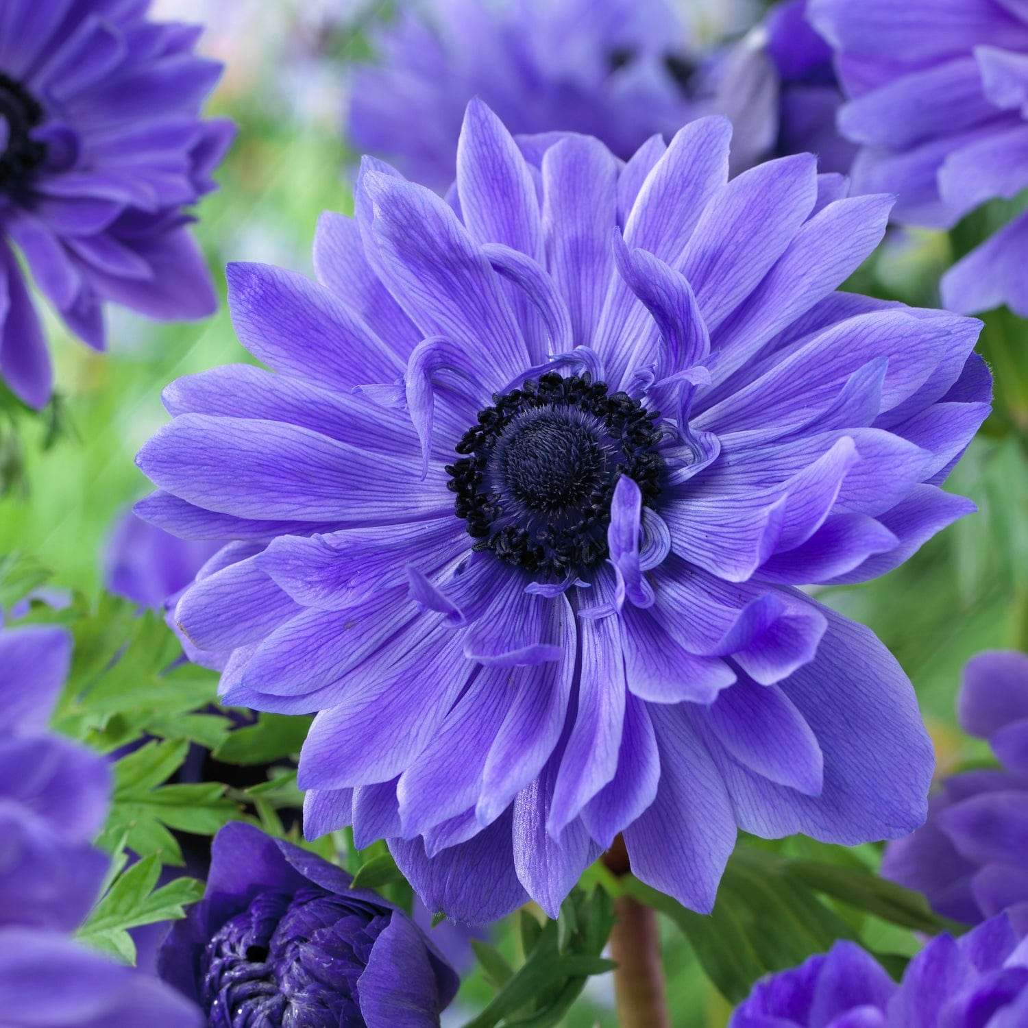 Anémone 'Lord Lieutenant'