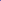 Anémone 'Lord Lieutenant'