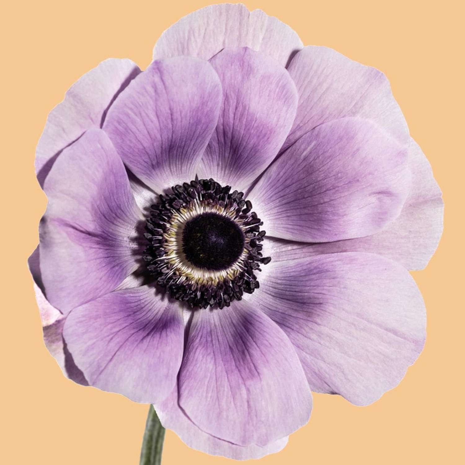 Anémone 'Mistral® Milka'