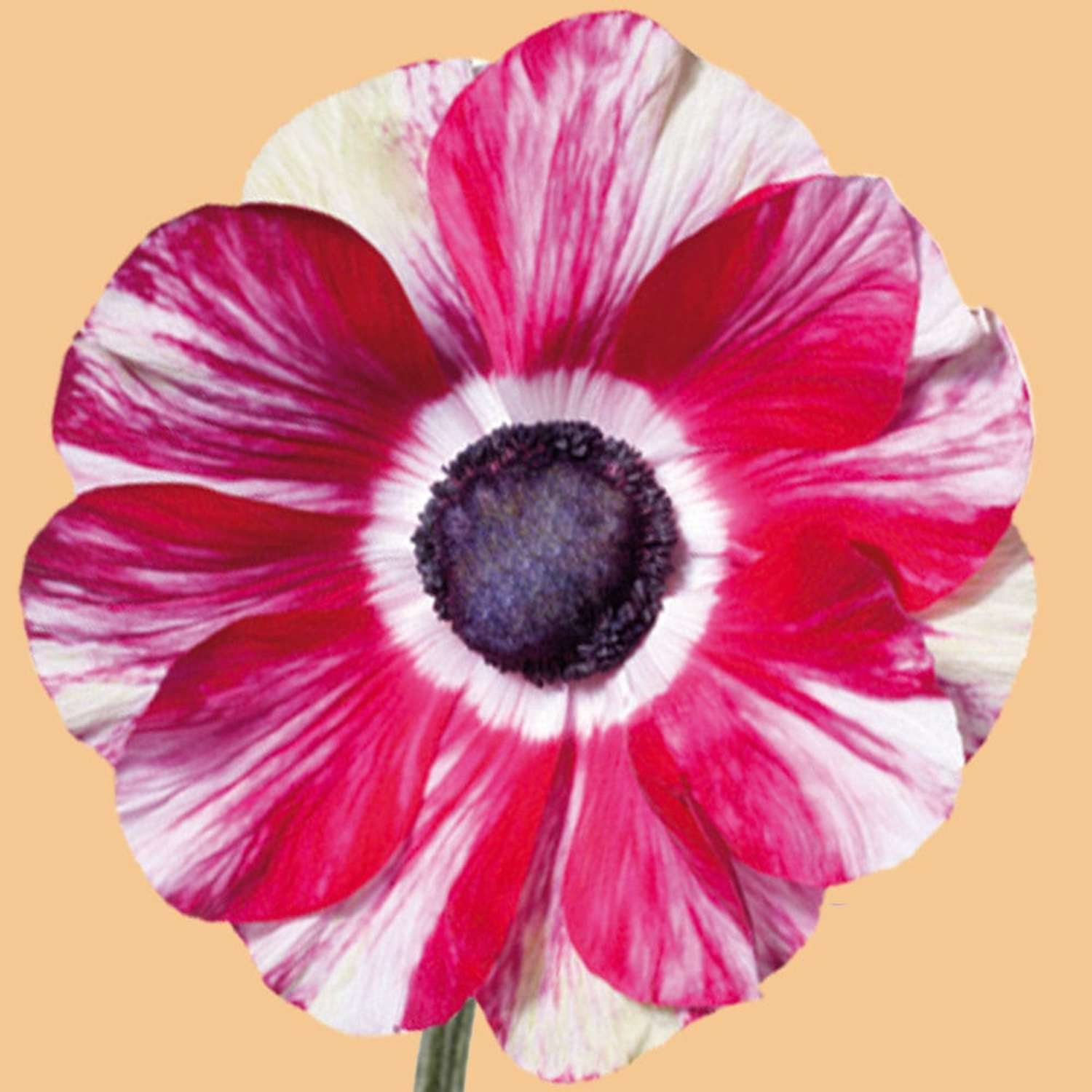 Anémone 'Mistral® Tigre'