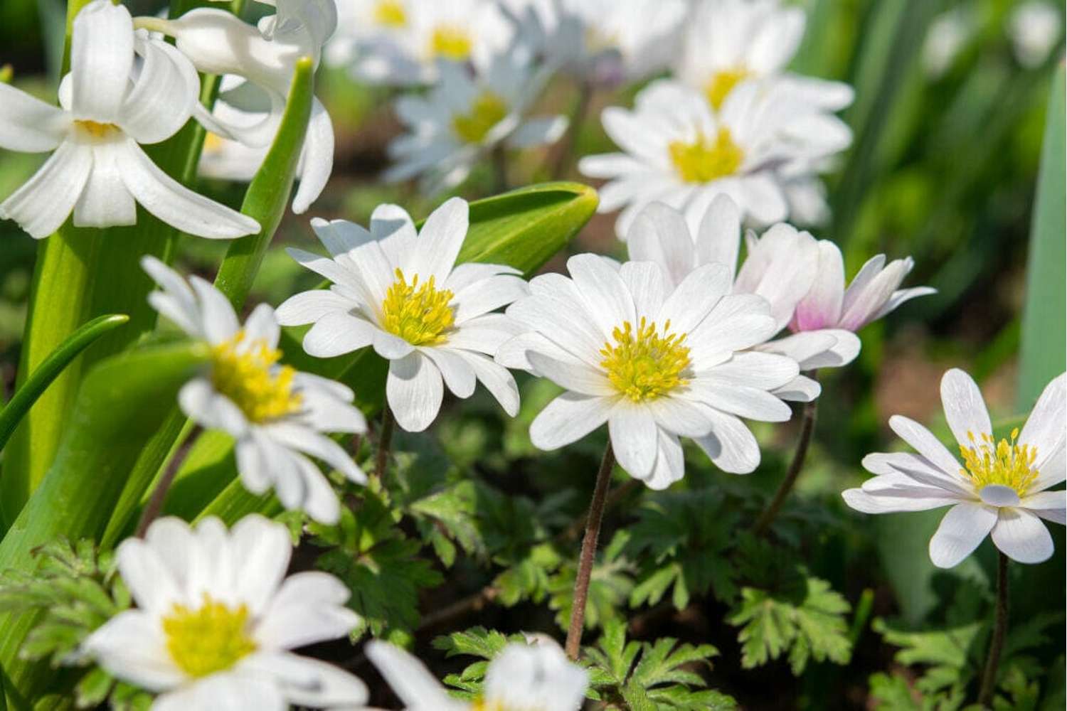 Anémone 'White Splendour ong.'
