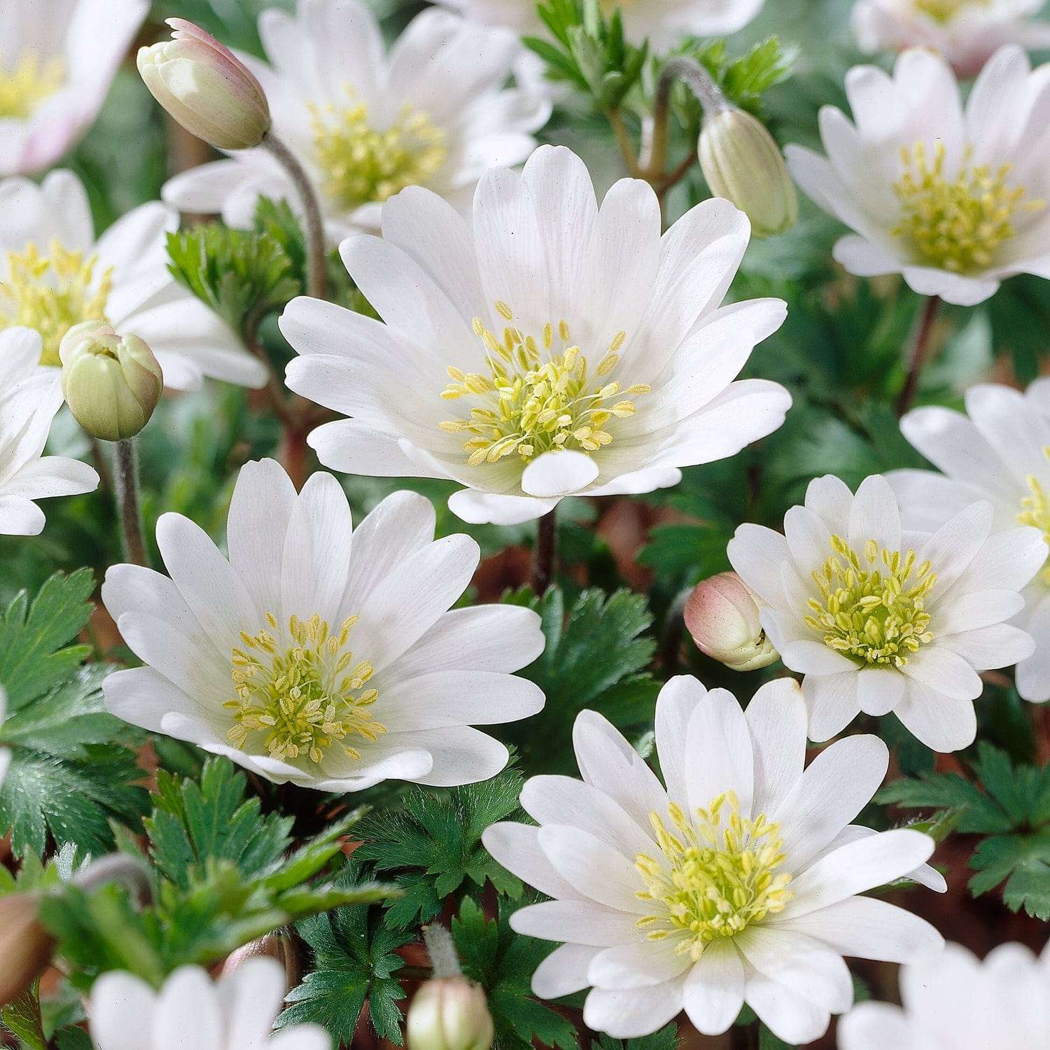 Anémone 'White Splendour ong.'