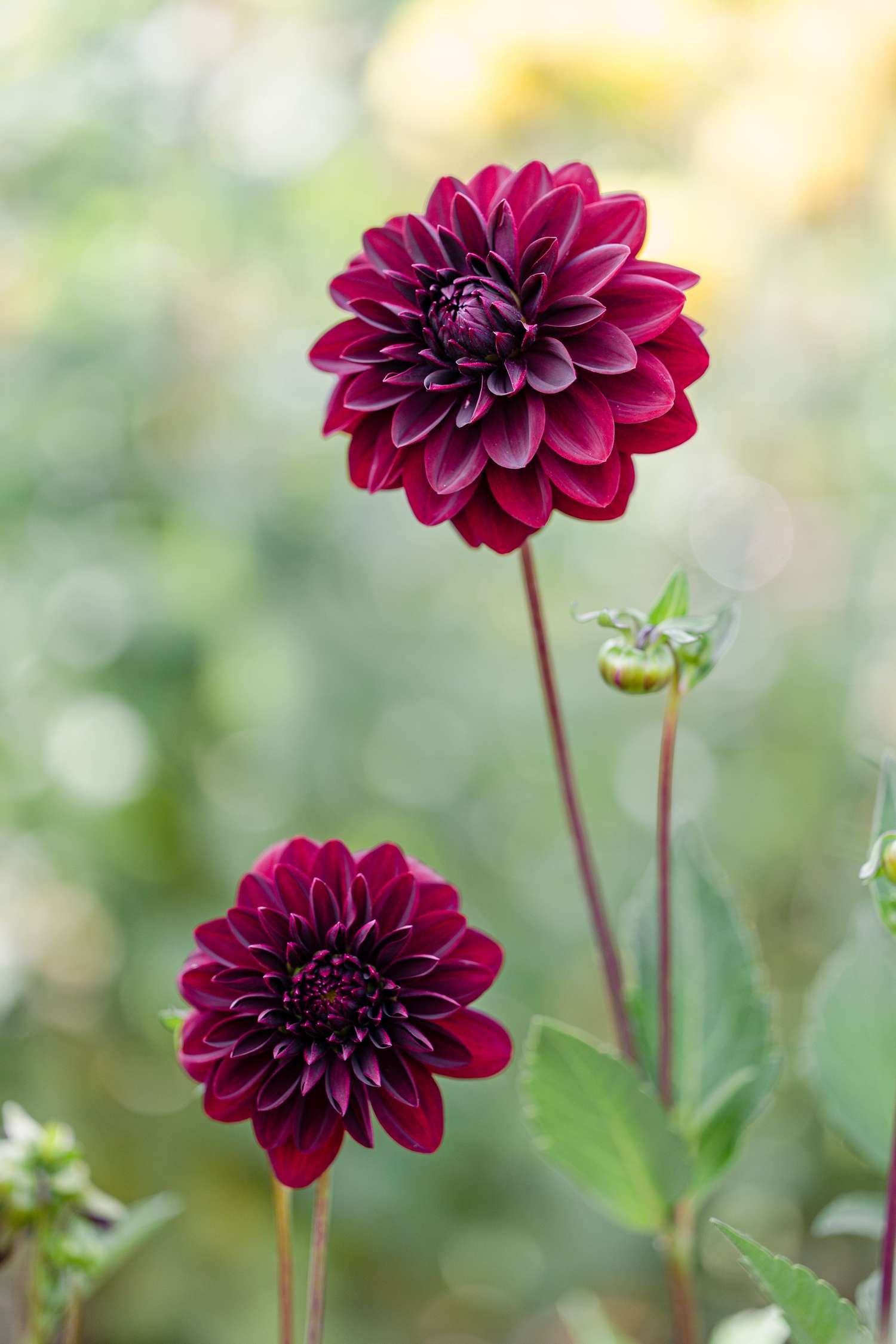 Dahlia 'Arabian Night'