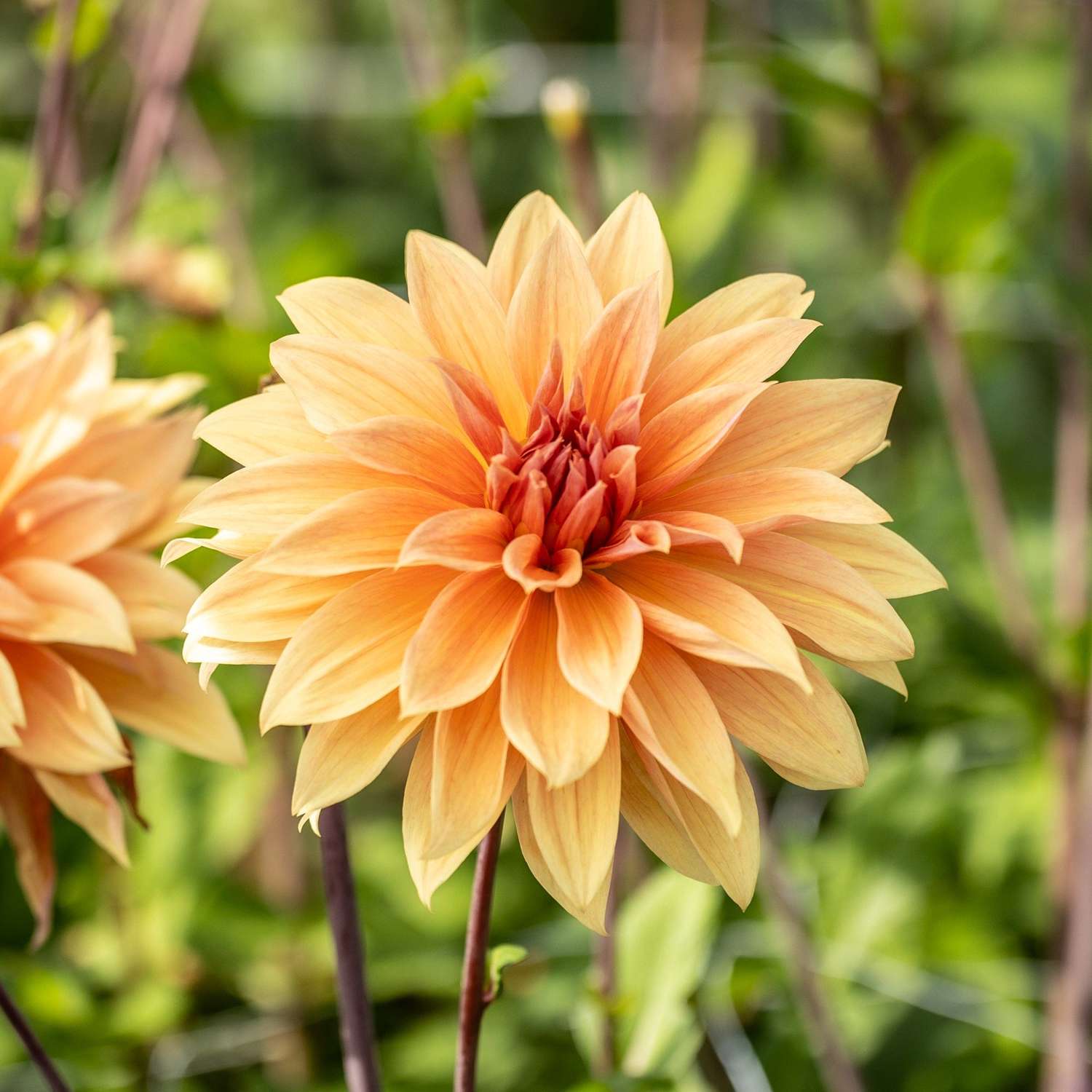 Dahlia 'Babylon Bronze'