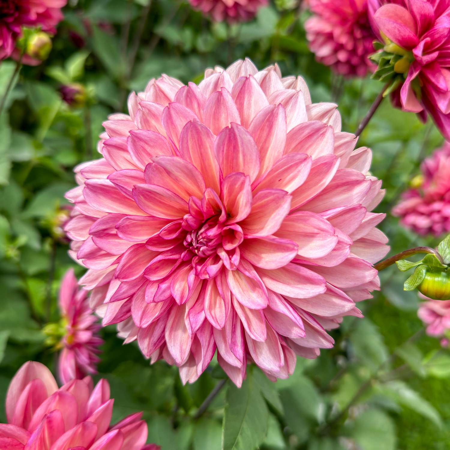 Dahlia 'Bacardi'