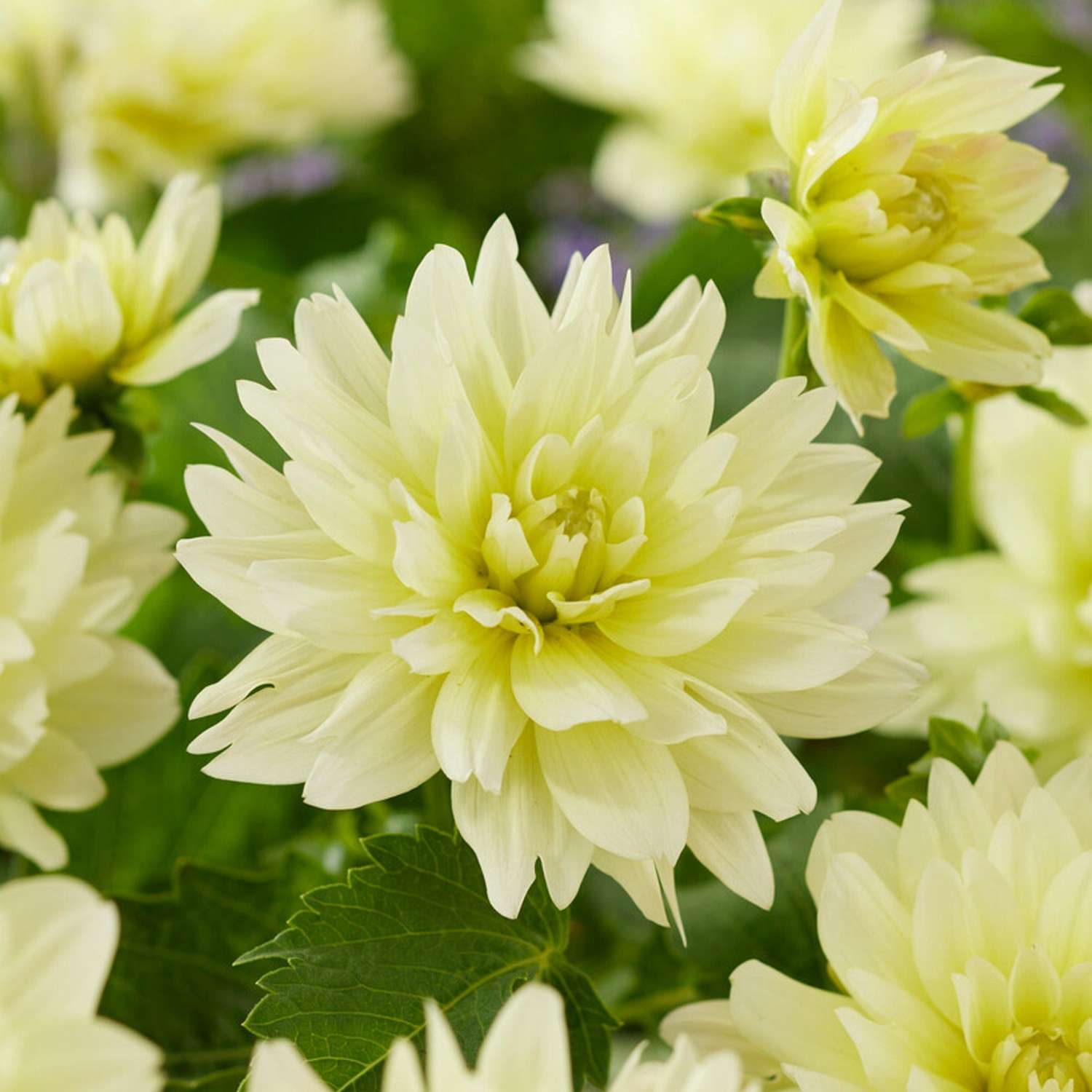 Dahlia 'Berliner Lemon'
