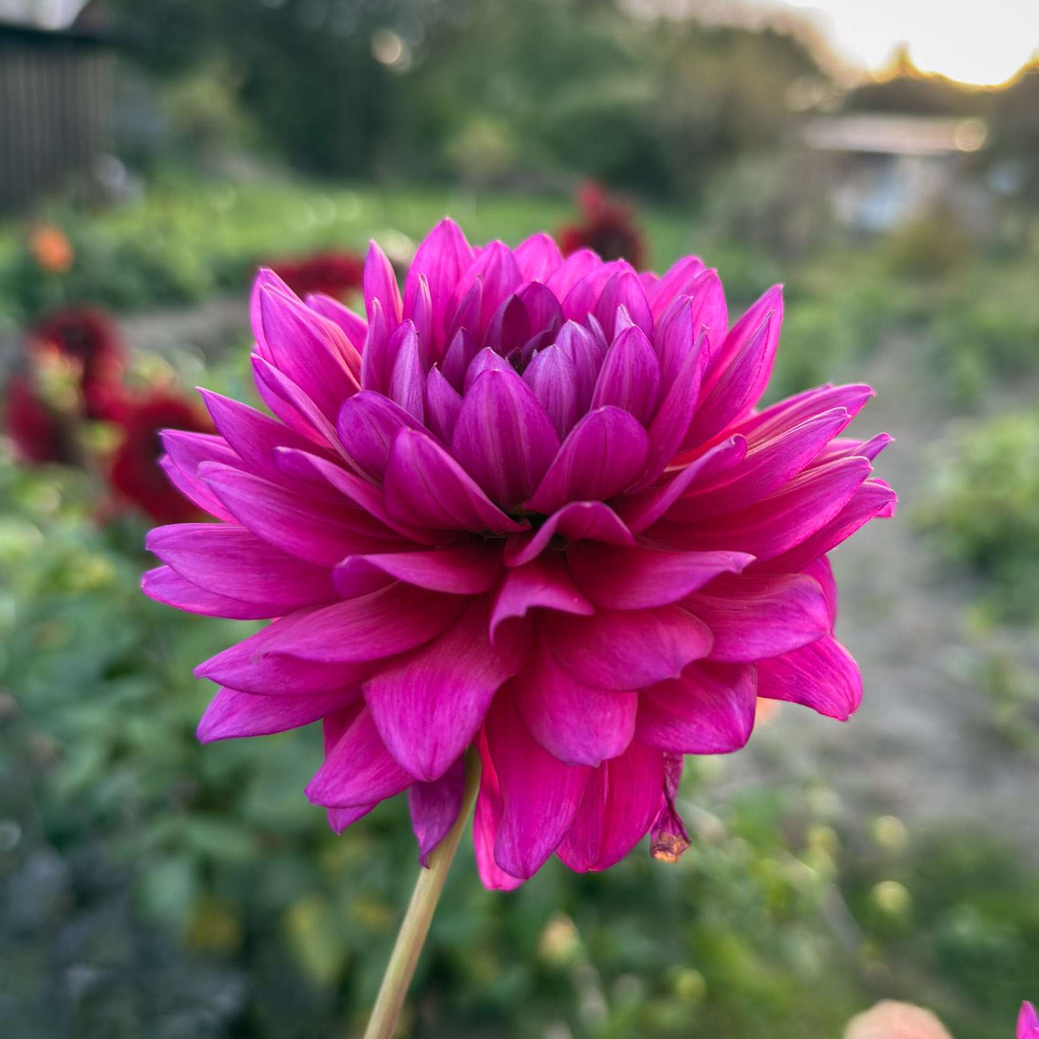 Dahlia 'Berner Oberland'
