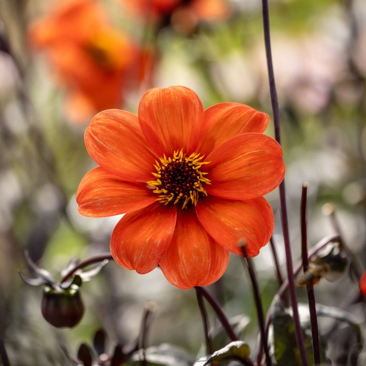 Dahlia 'Bishop of Oxford'