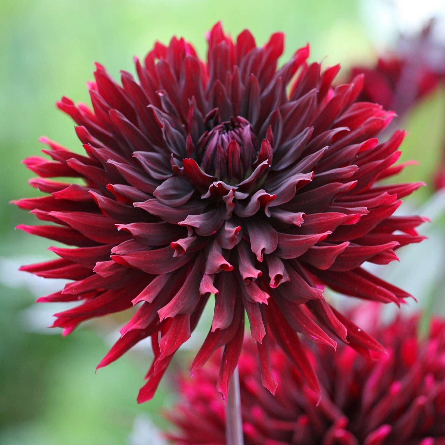 Dahlia 'Black Jack'