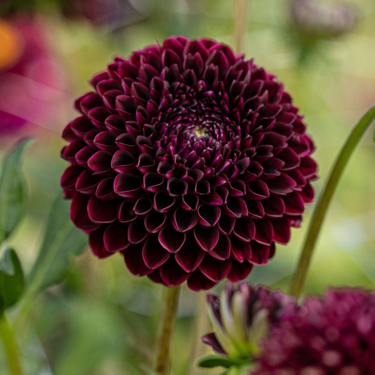 Dahlia 'Black Pierre'