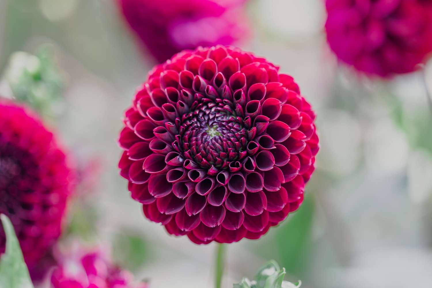 Dahlia 'Black Pierre'