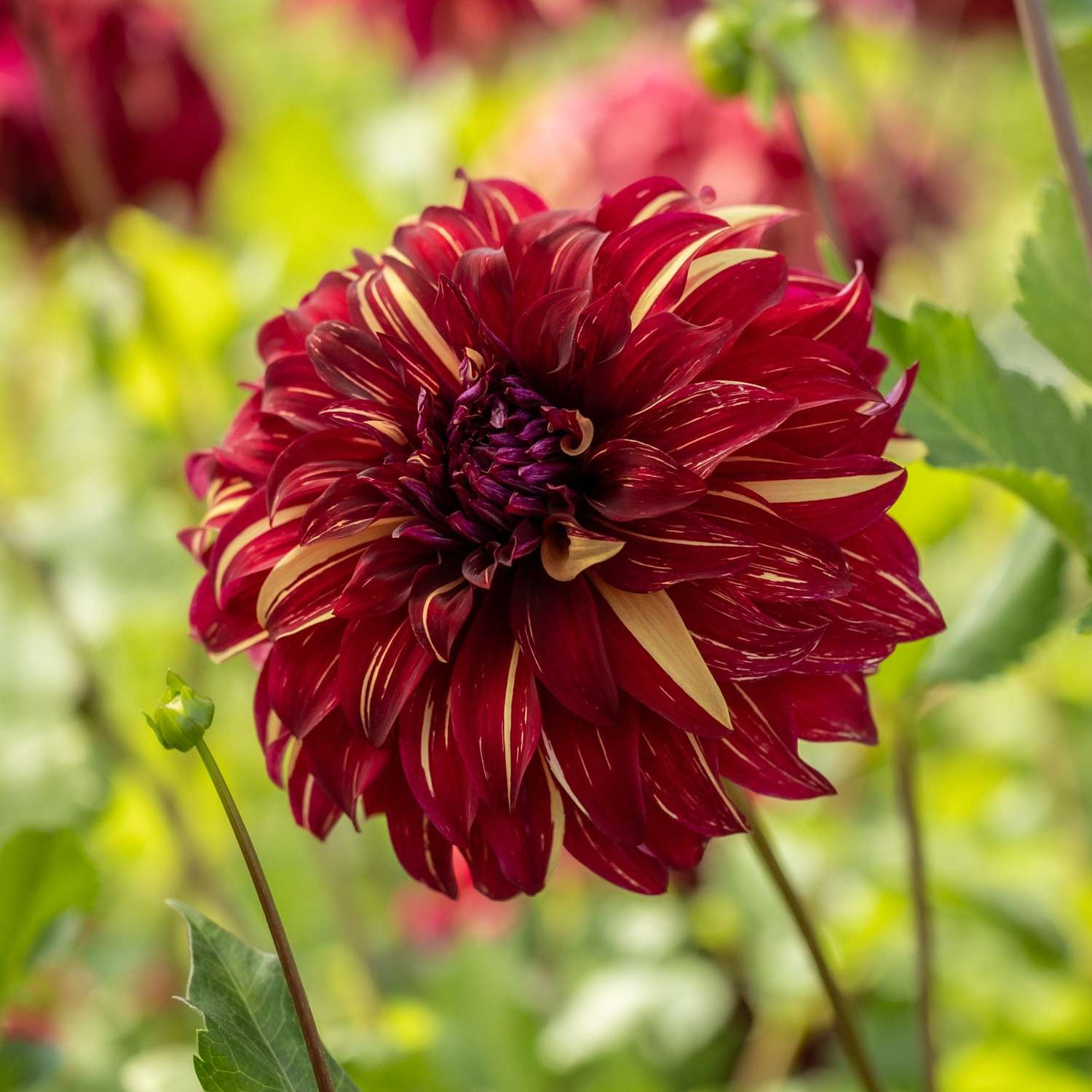 Dahlia 'Bohemian Spartacus'