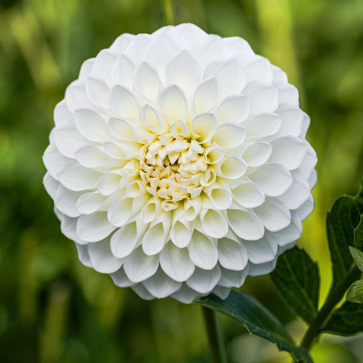 Dahlia 'Boom Boom White'