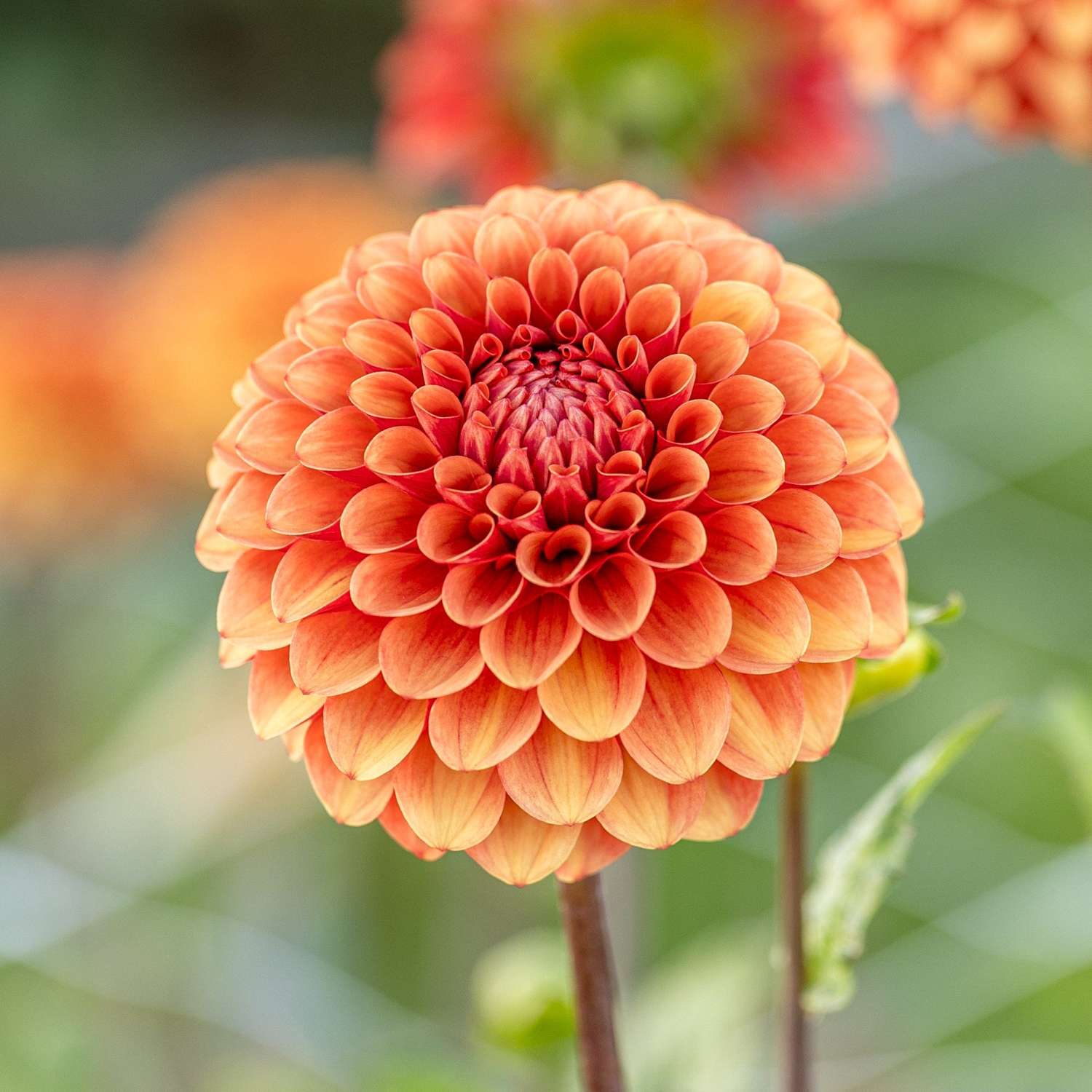 Dahlia 'Brown Sugar'