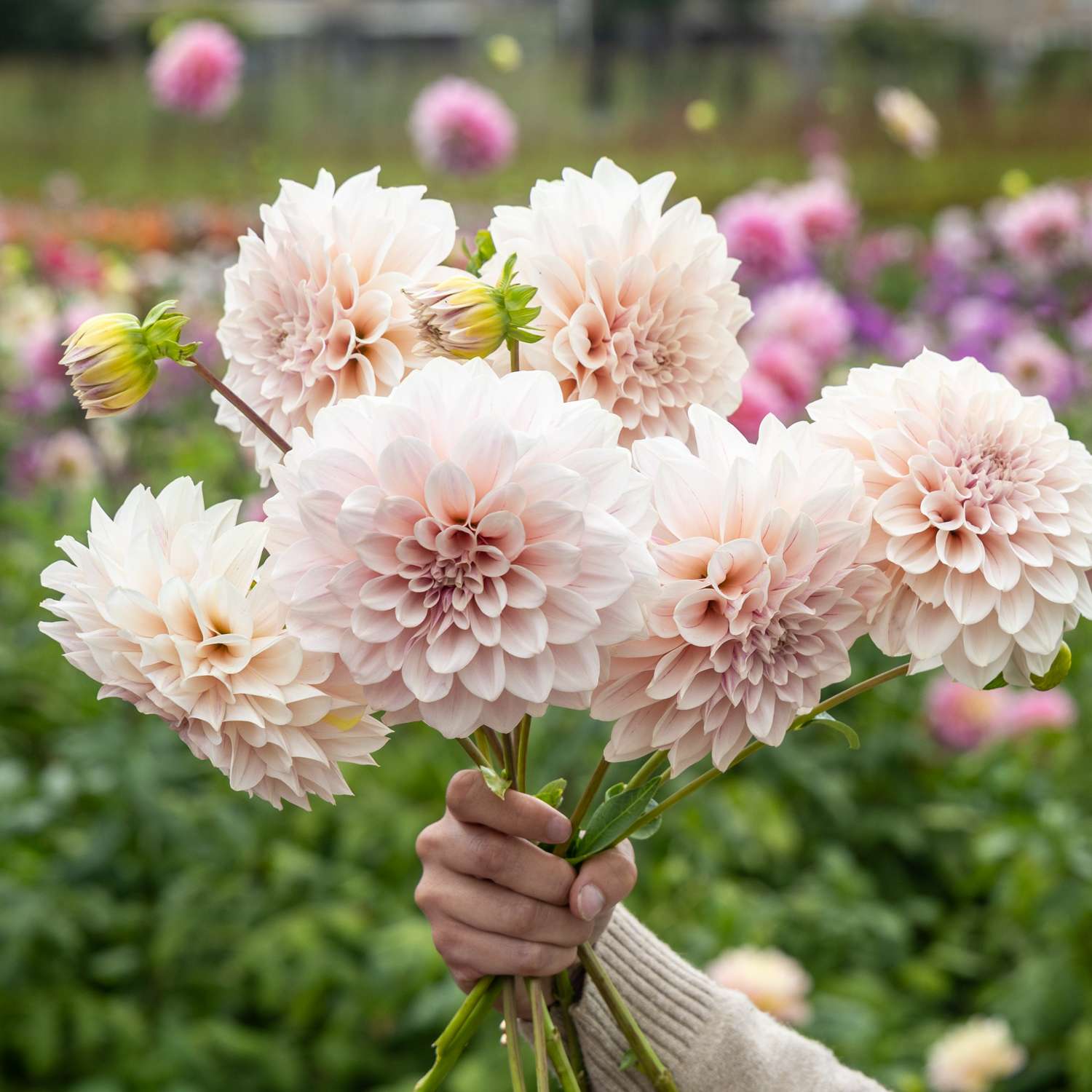 Dahlia 'Café Au Lait Pale Pink'