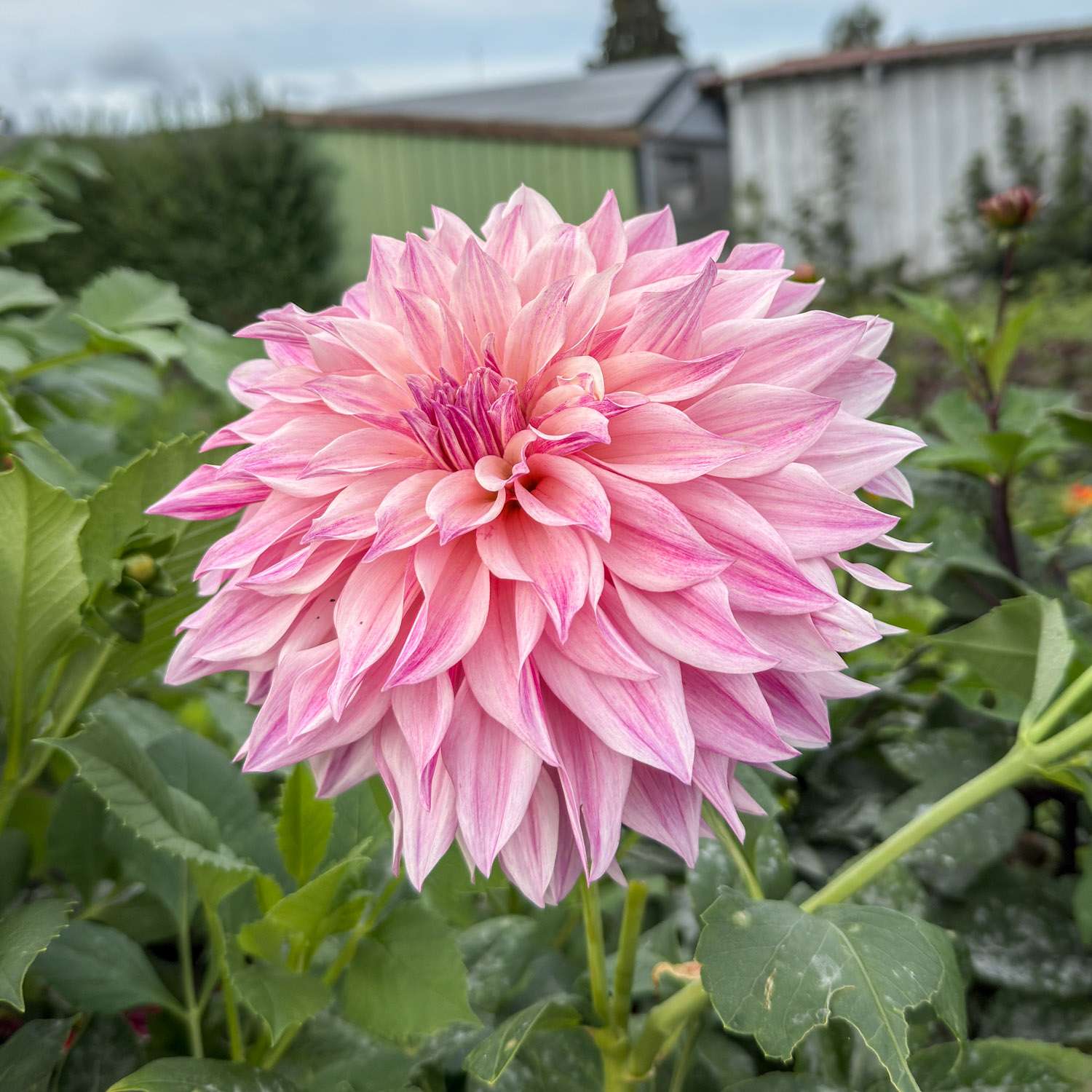 Dahlia 'Cafe au Lait Royal'