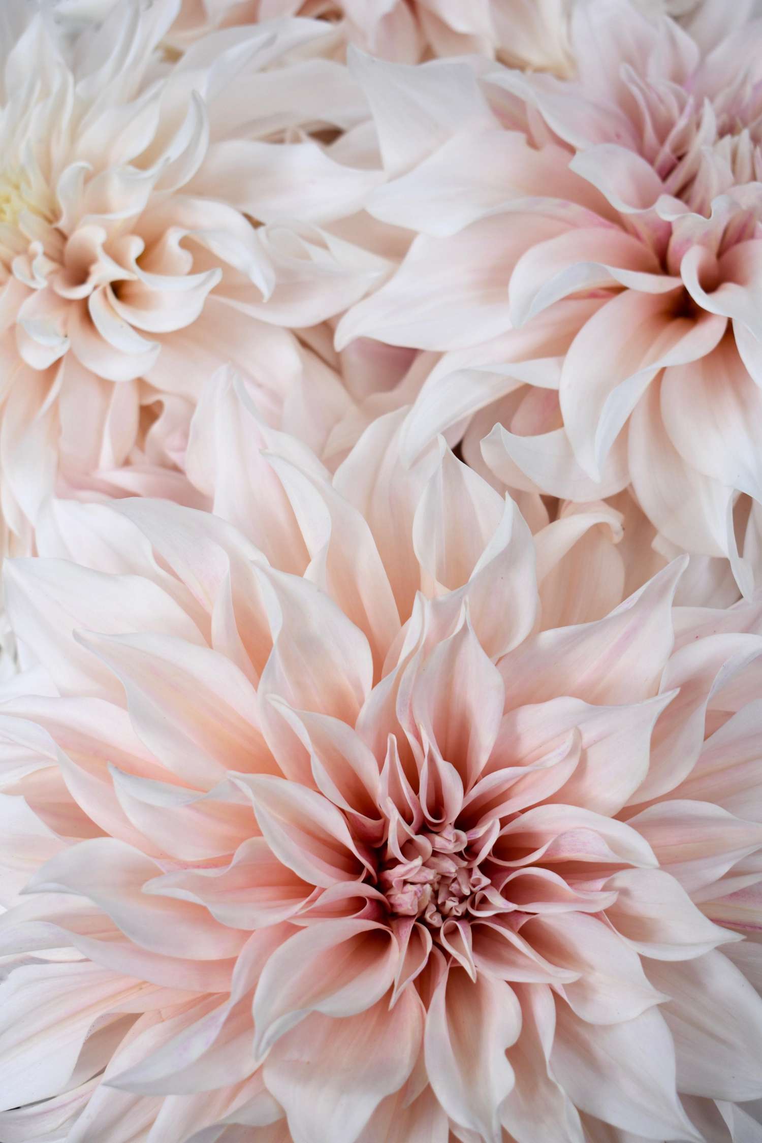 Dahlia 'Cafe au Lait'
