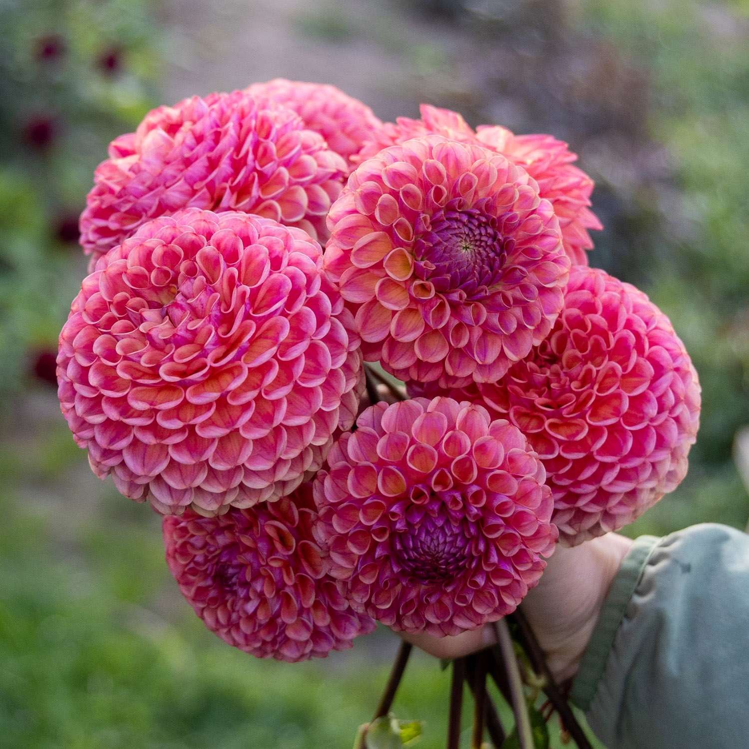 Dahlia 'Caitlin's Joy'