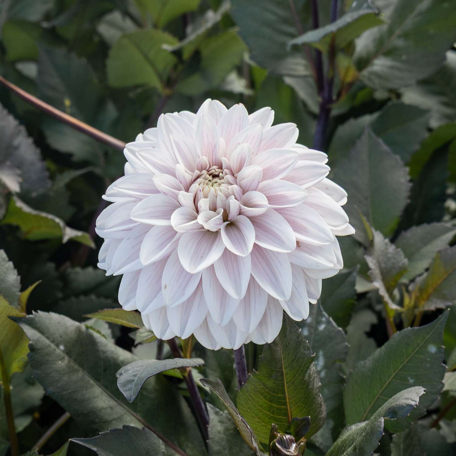 Dahlia 'Candlelight Ivory Blaze'