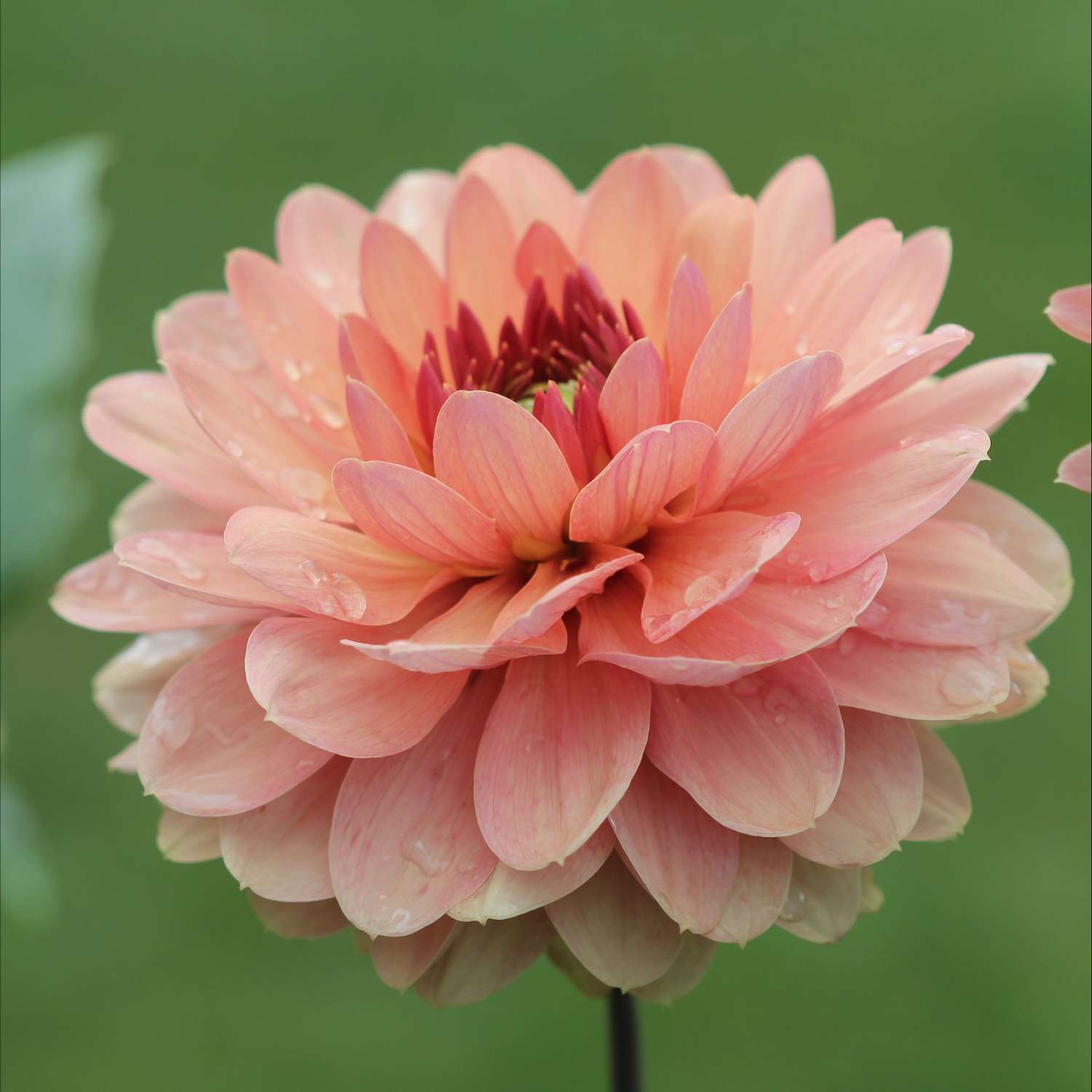 Dahlia 'Château de la Bourdaisière'