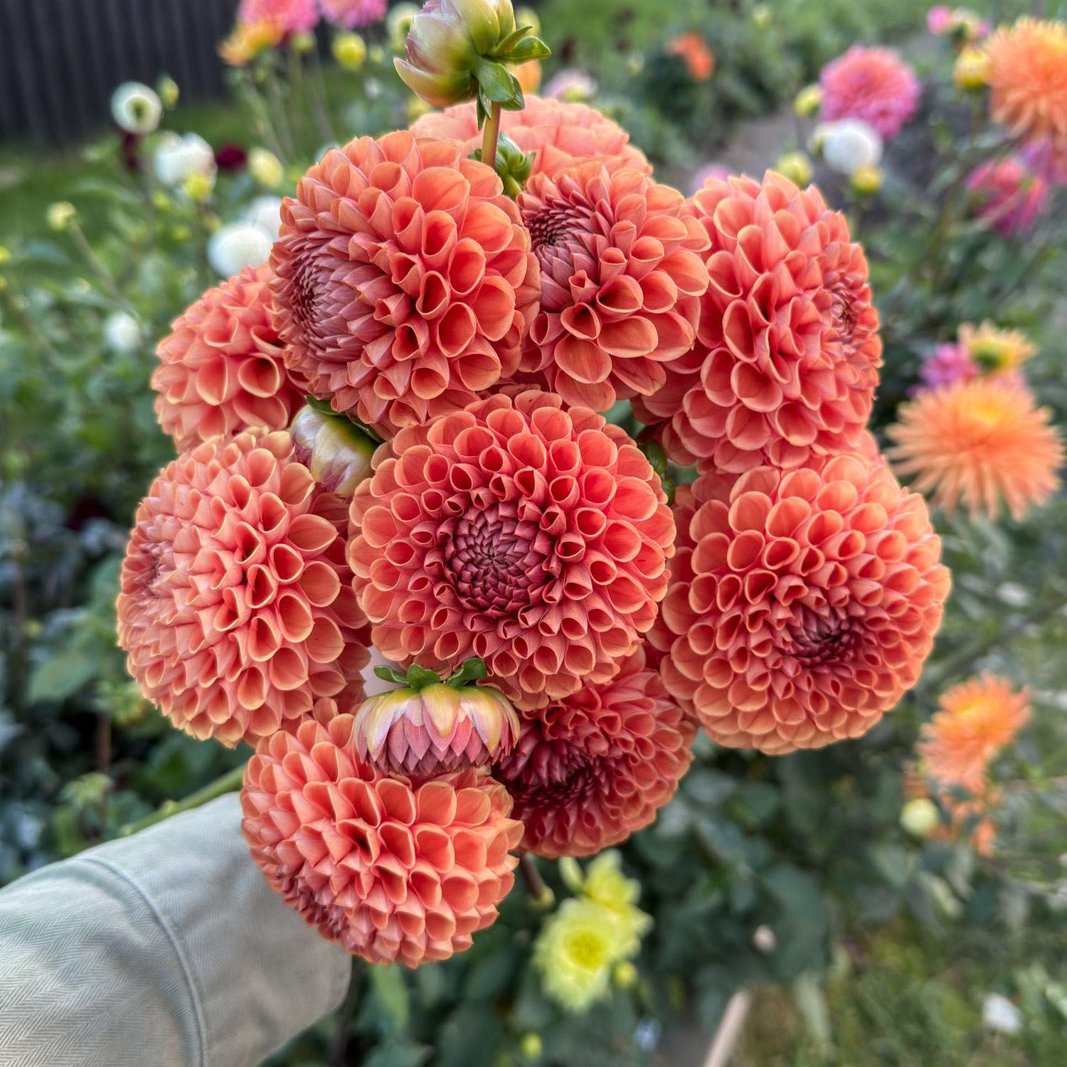 Dahlia 'Cornel Brons'