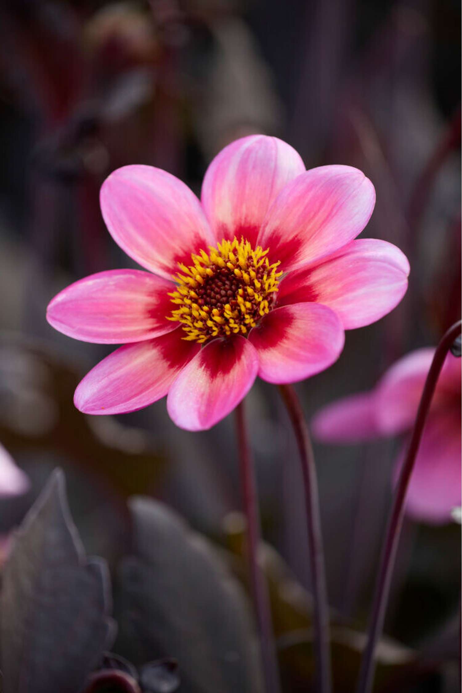 Dahlia 'Dahlegria Tricolore'