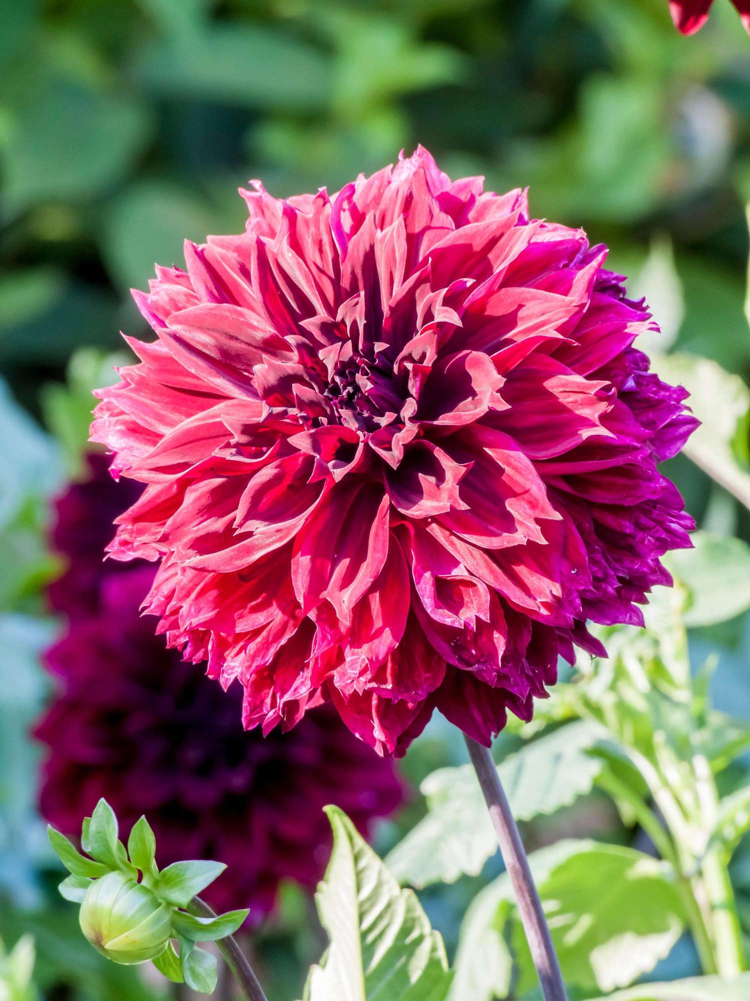 Dahlia 'Dark Fubuki'