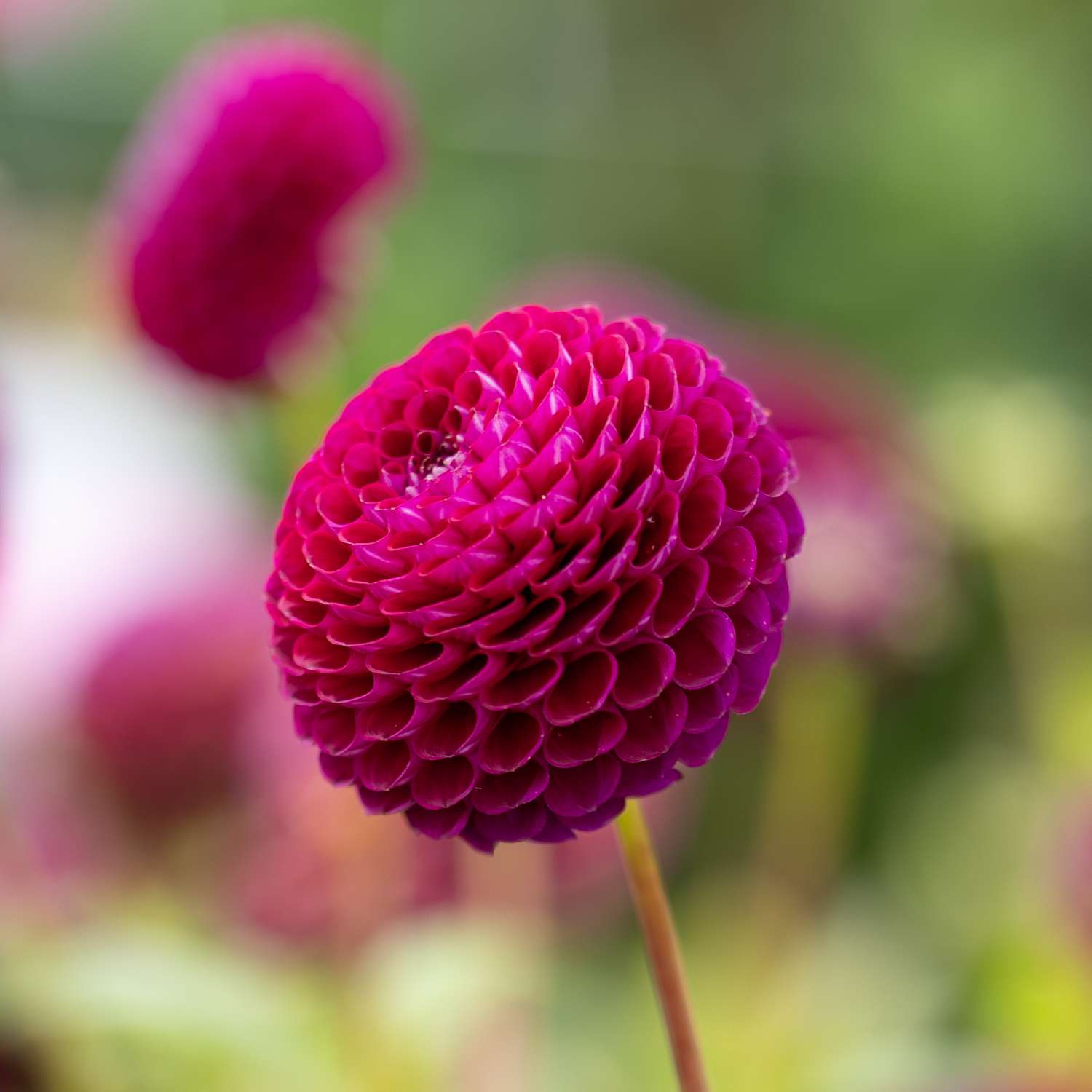 Dahlia 'Downham Royal'