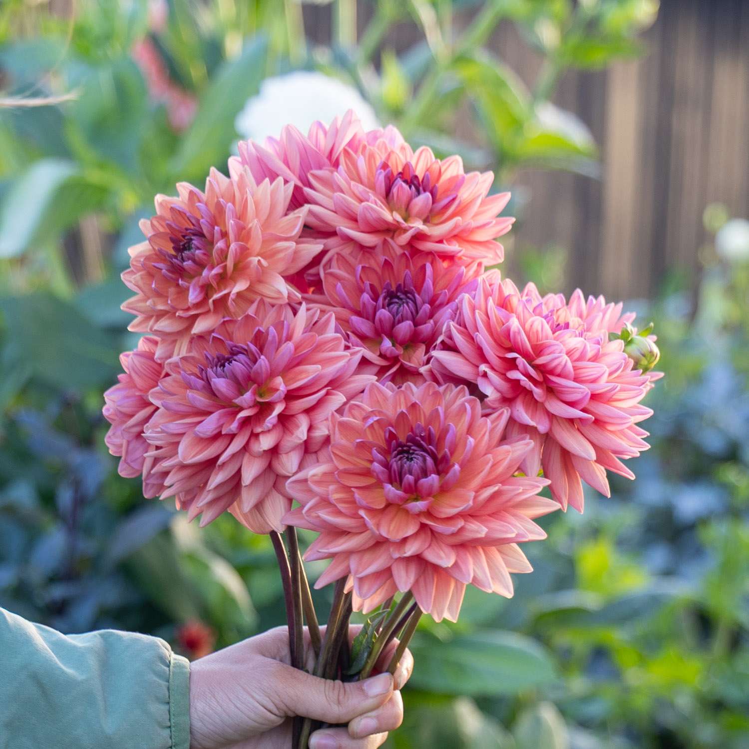 Dahlia 'Dutch Pearl'