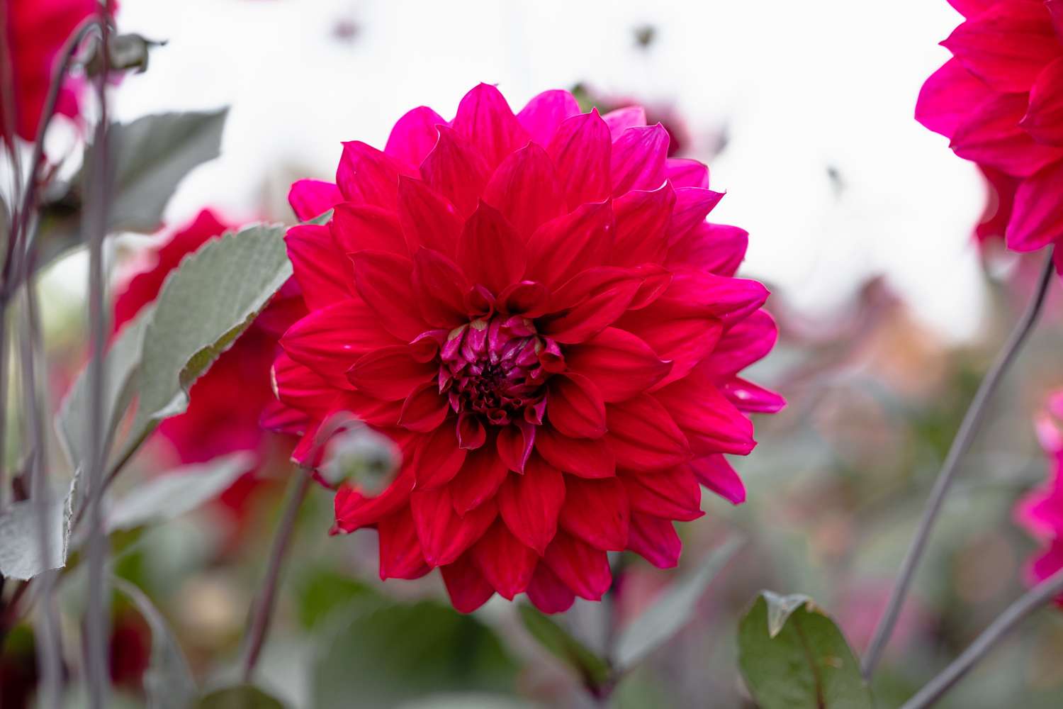 Dahlia 'Engelhardts Matador'