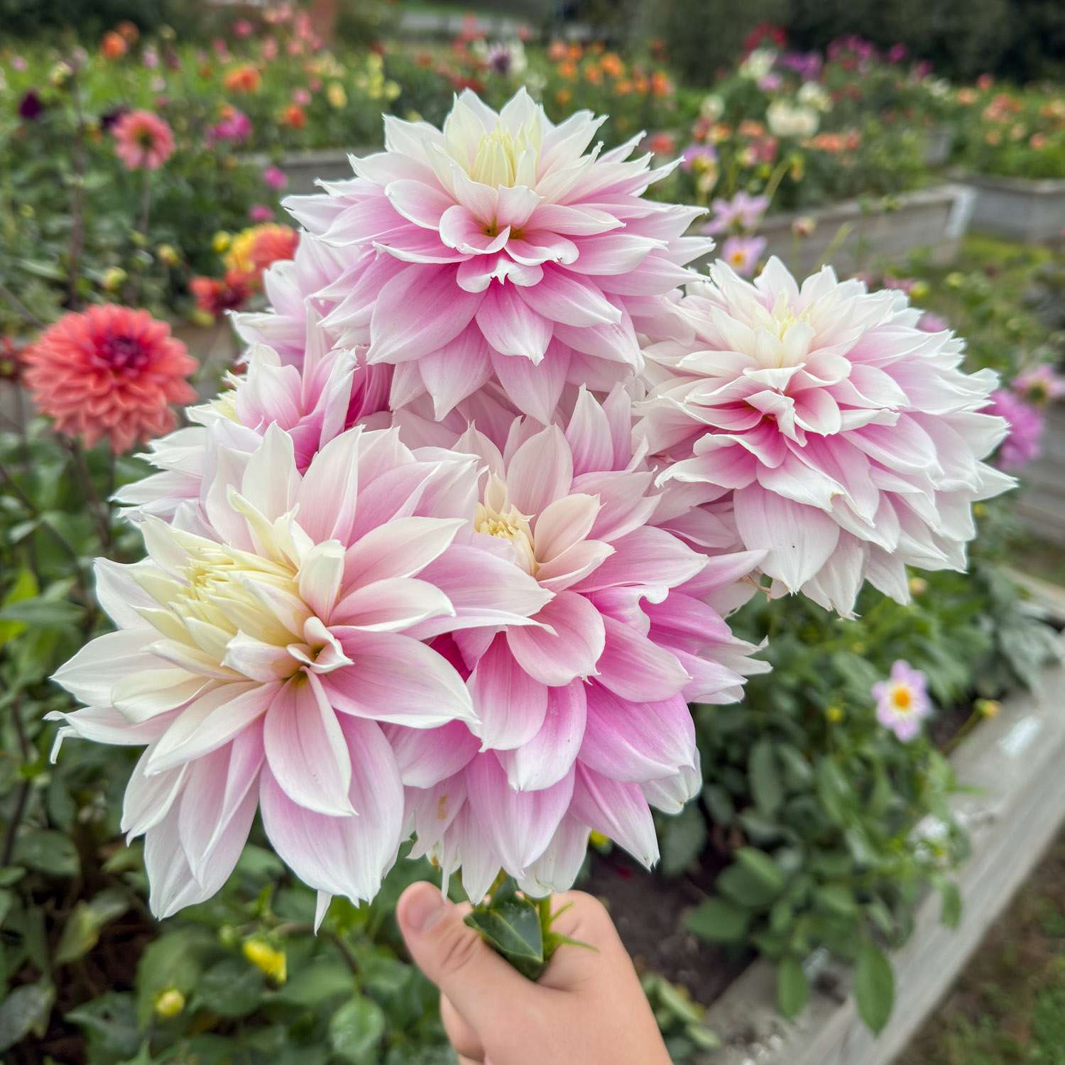 Dahlia 'Evanah'
