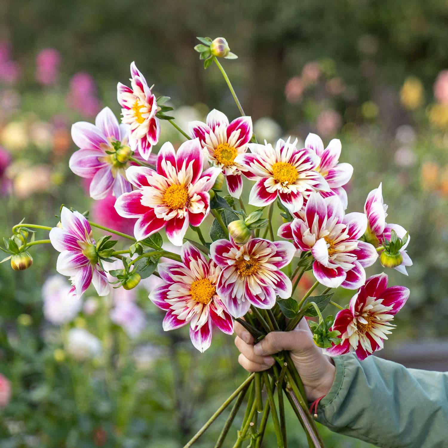 Dahlia 'Fashion Monger'